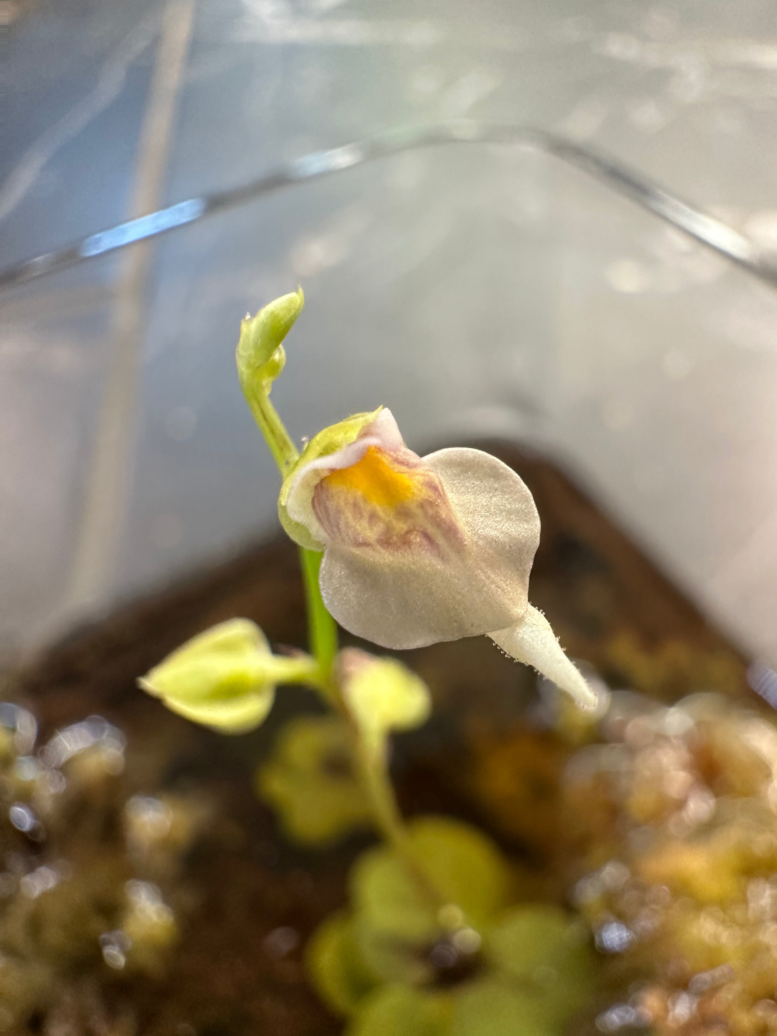 Utricularia aff. calycifida (Prawa river, Aprada Tepui Foothils, VEN)