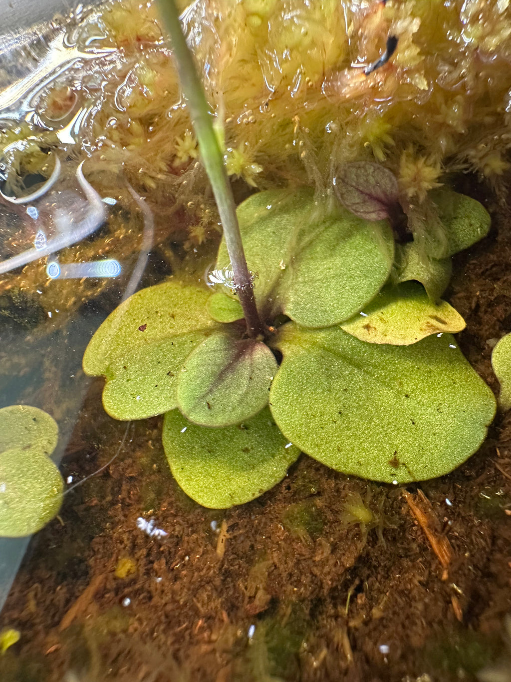 Utricularia aff. calycifida (Prawa river, Aprada Tepui Foothils, VEN)