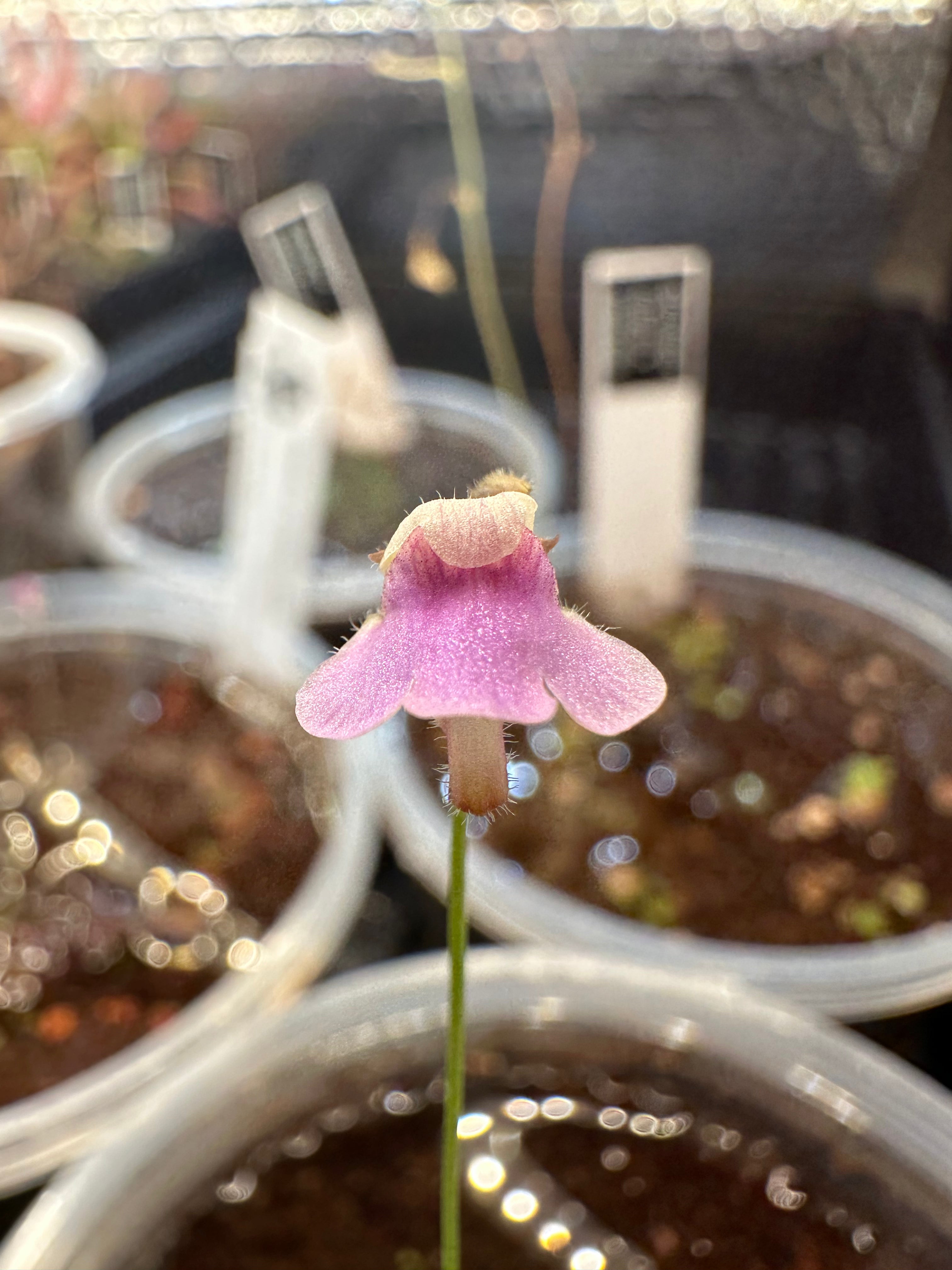 Genlisea hispidula (Transvaal, ZAF)