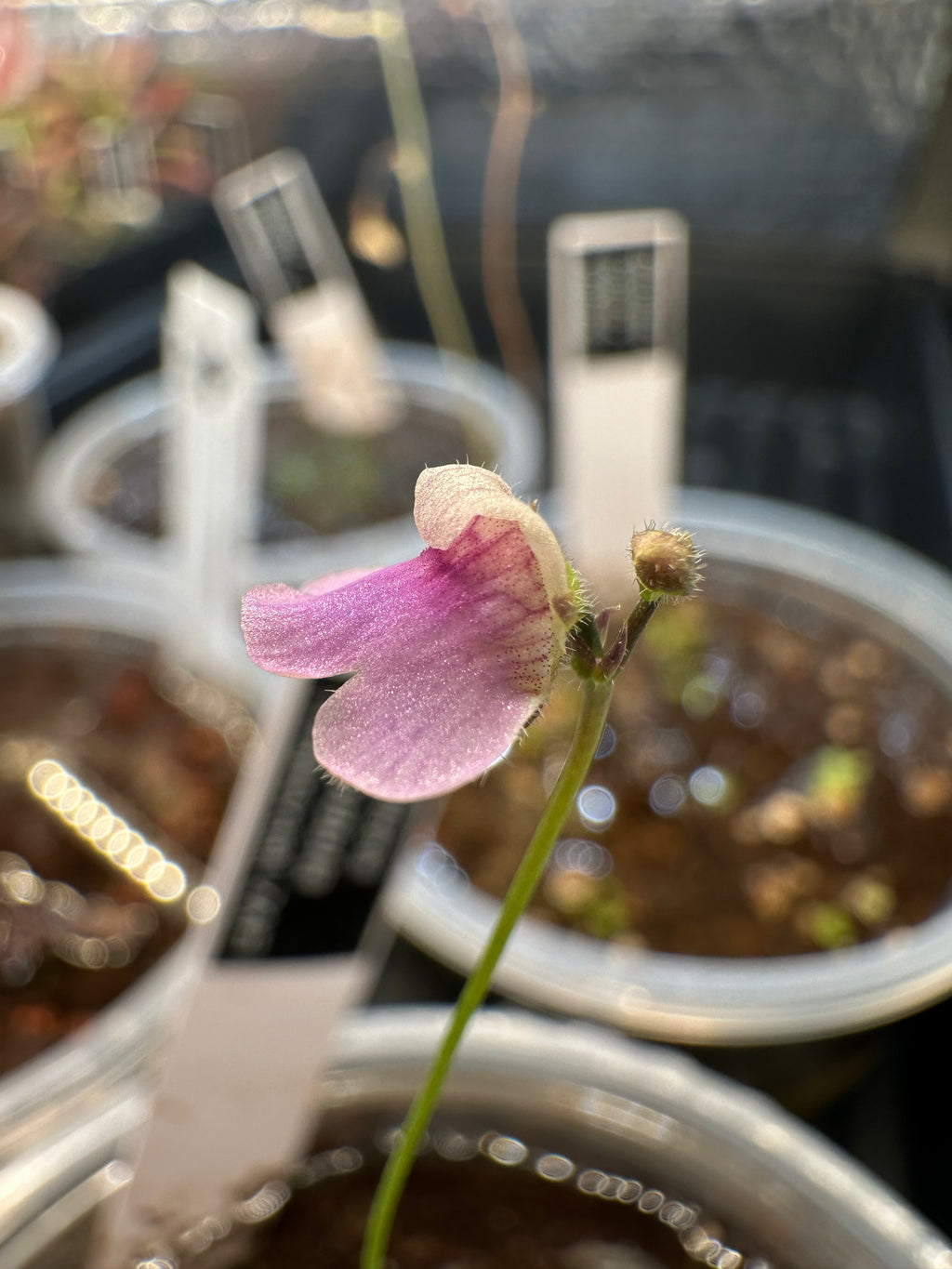 Genlisea hispidula (Transvaal, ZAF)