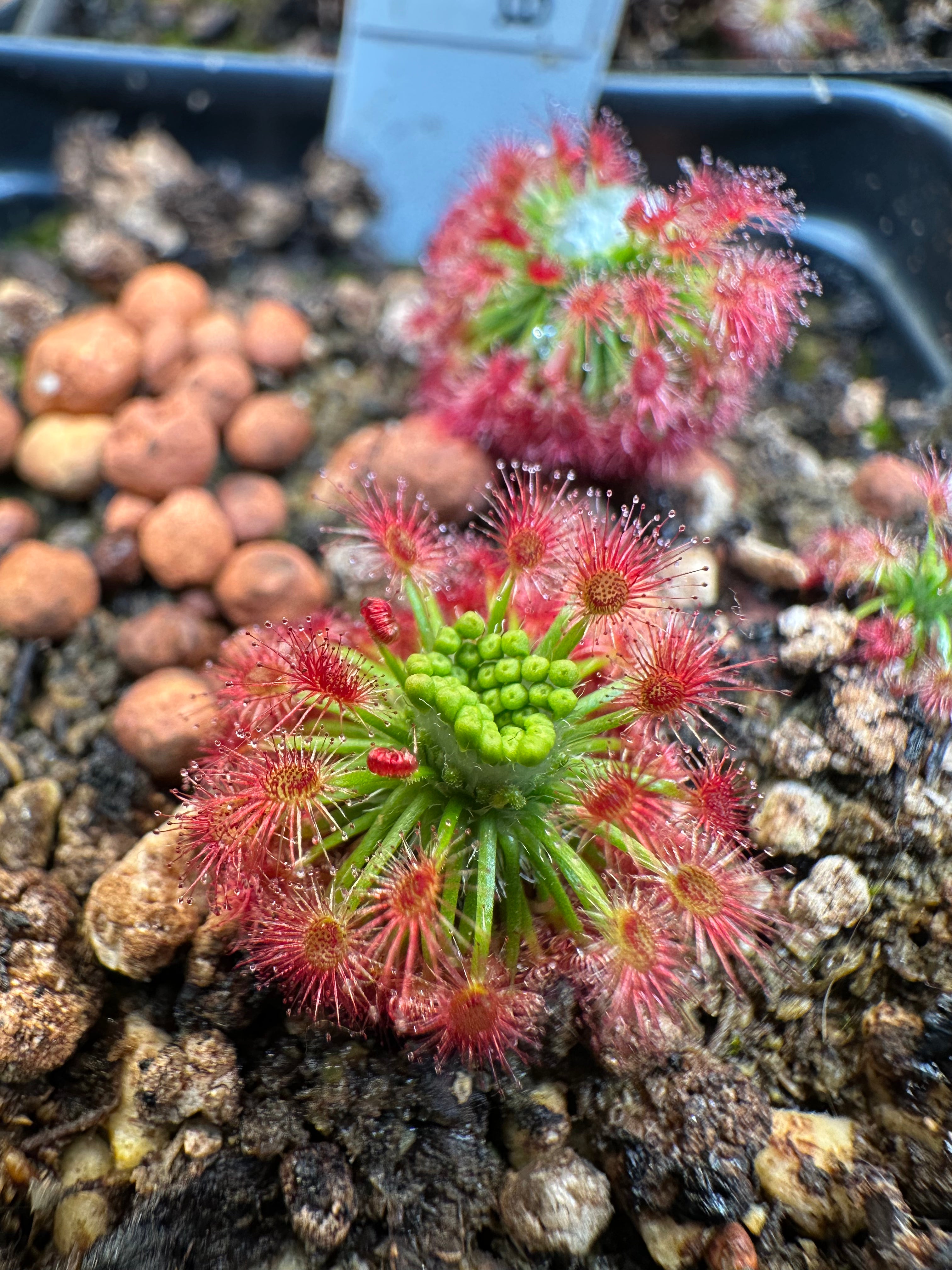 Drosera grievei gemmae