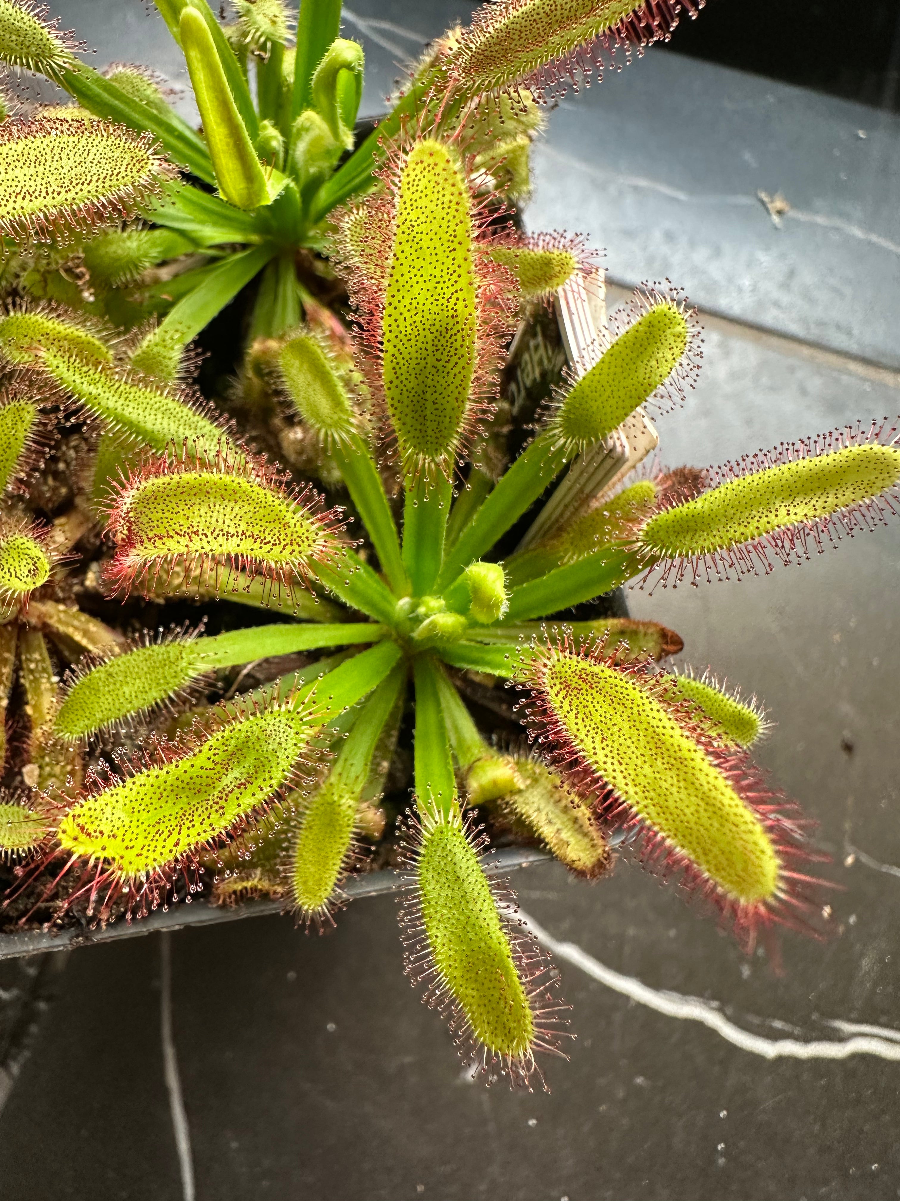 Drosera 'Hercules'