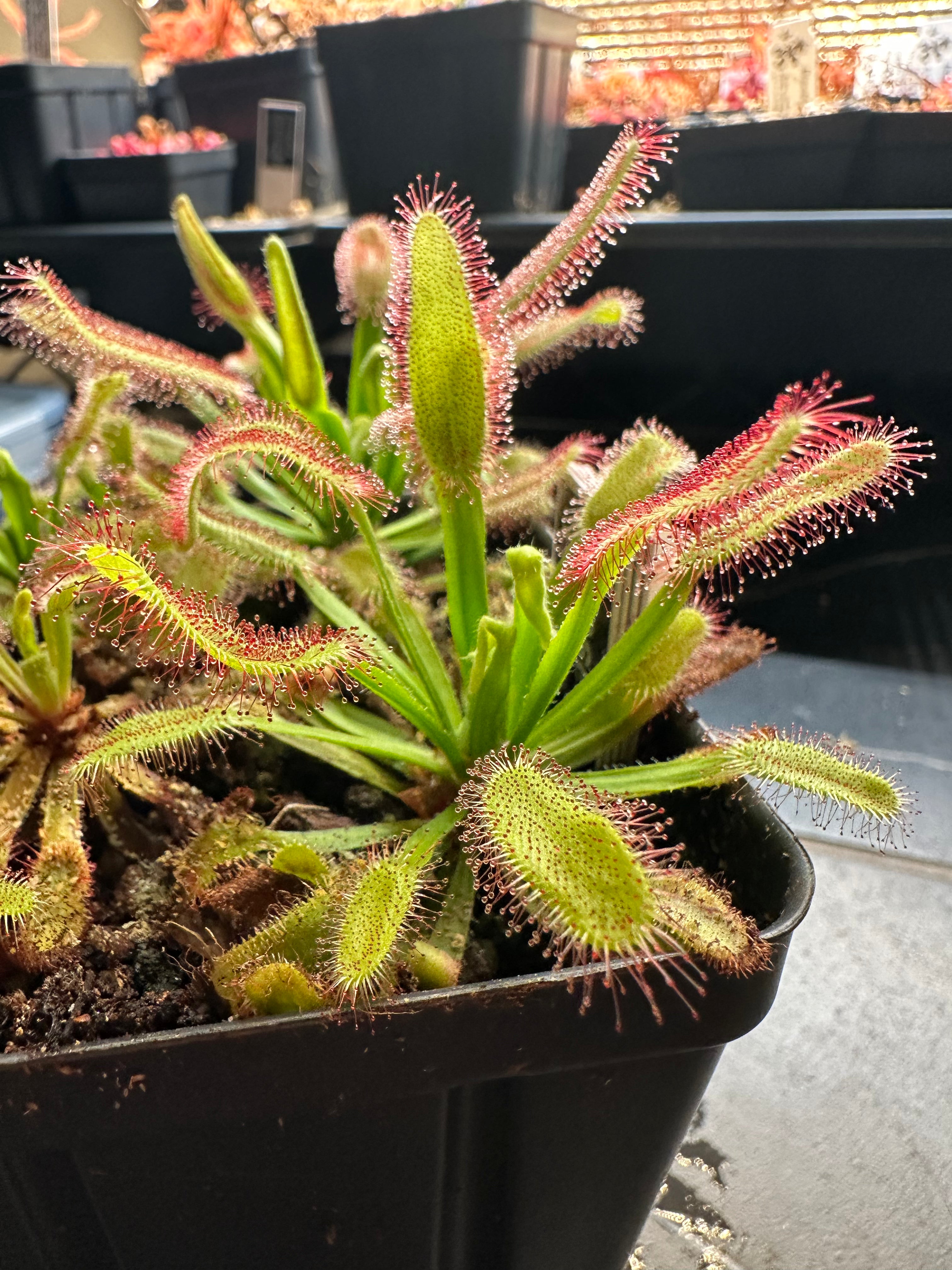 Drosera 'Hercules'