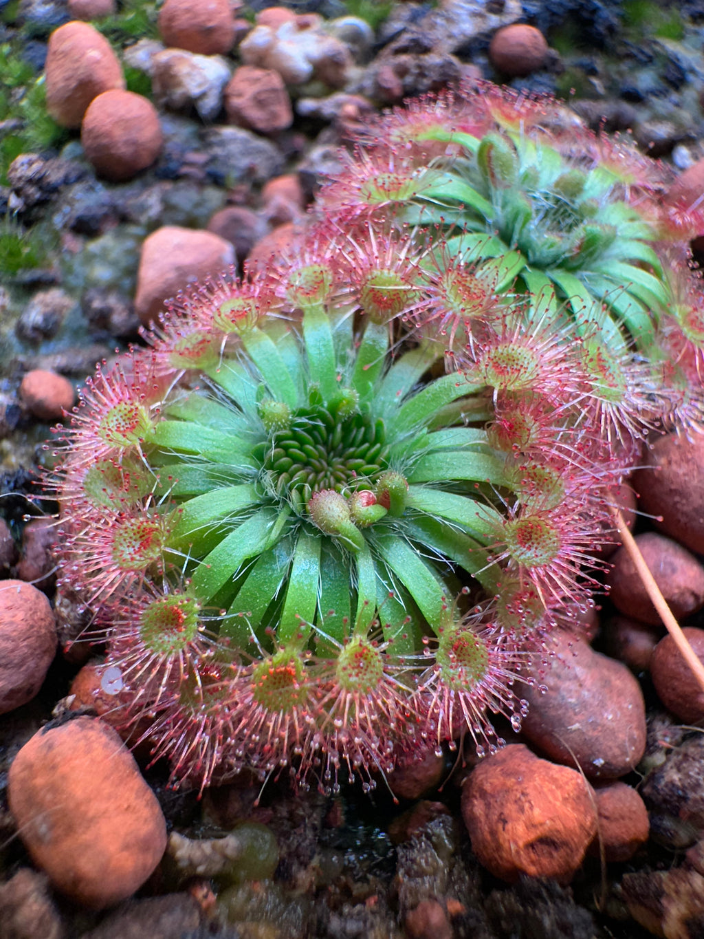 Drosera mannii "B, pale pink" gemmae