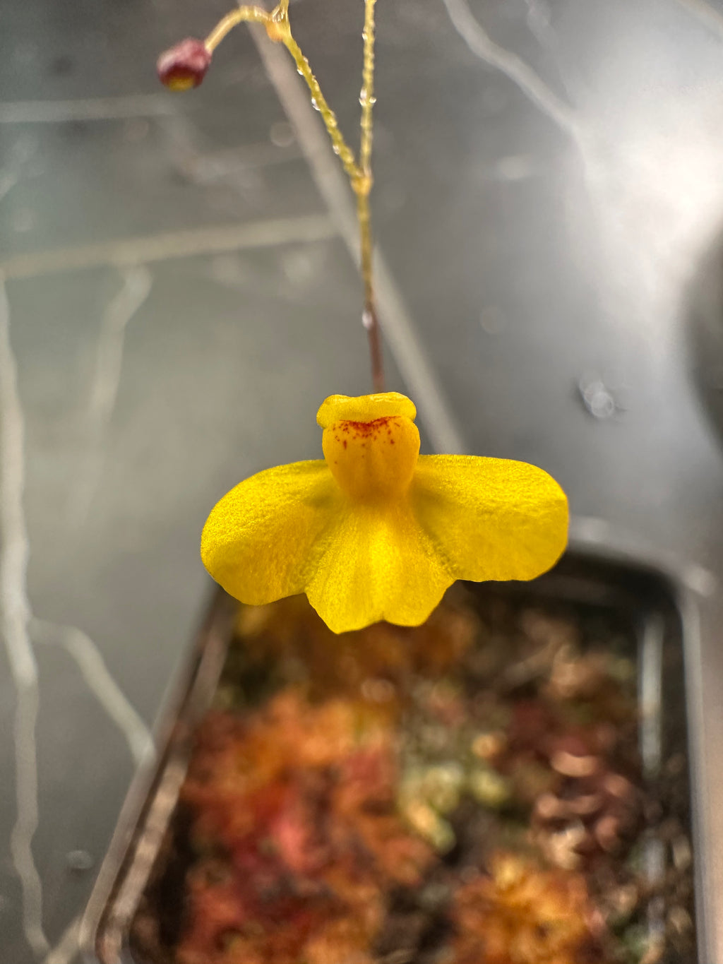 Utricularia aureomaculata (Murisipán-Tepui, VEN)