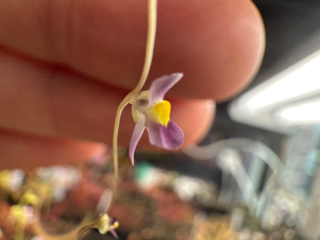 Utricularia welwitschii (loc. 15, ZMB)