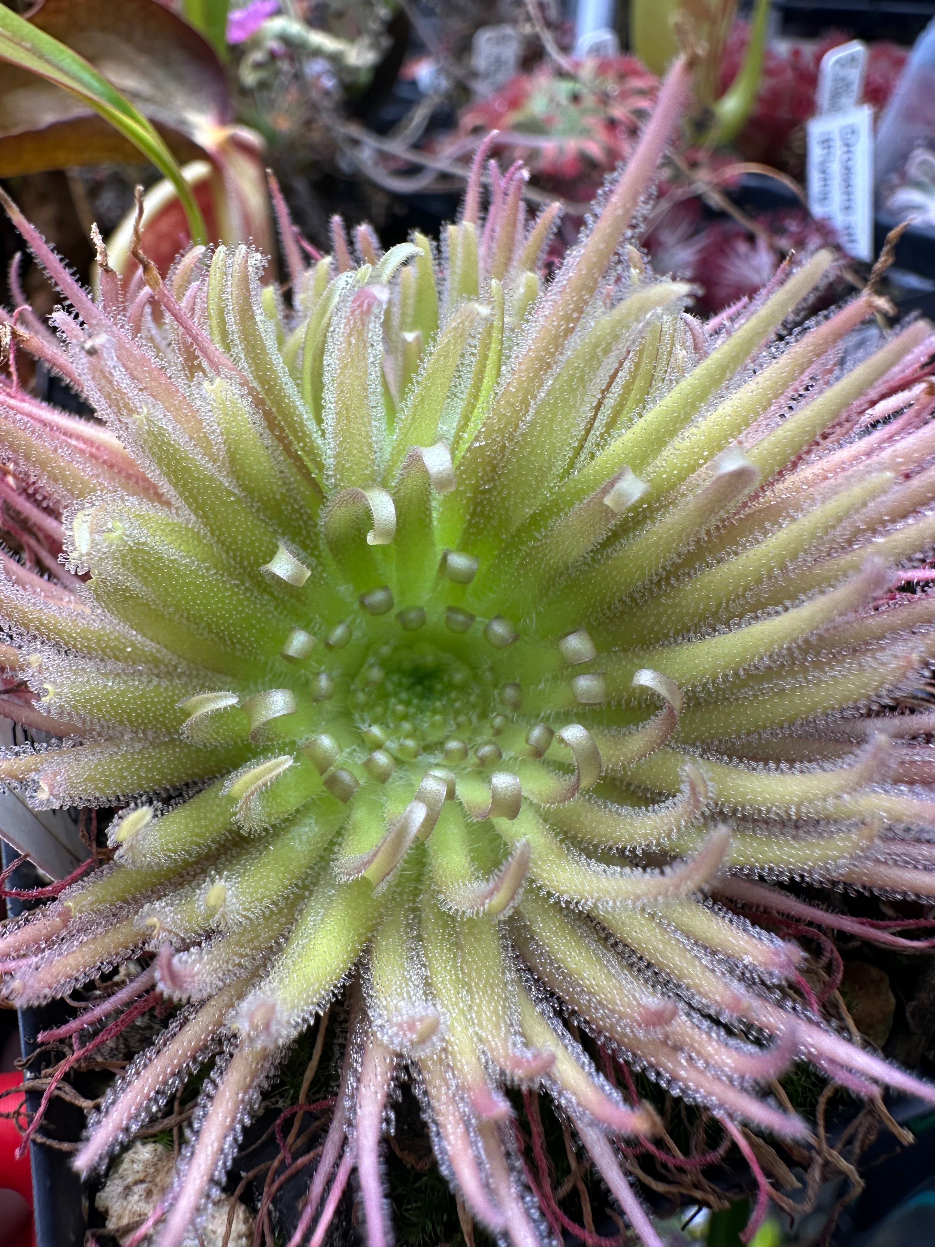 Pinguicula gypsicola (Buena Vista, San Luis Potosi, MEX)
