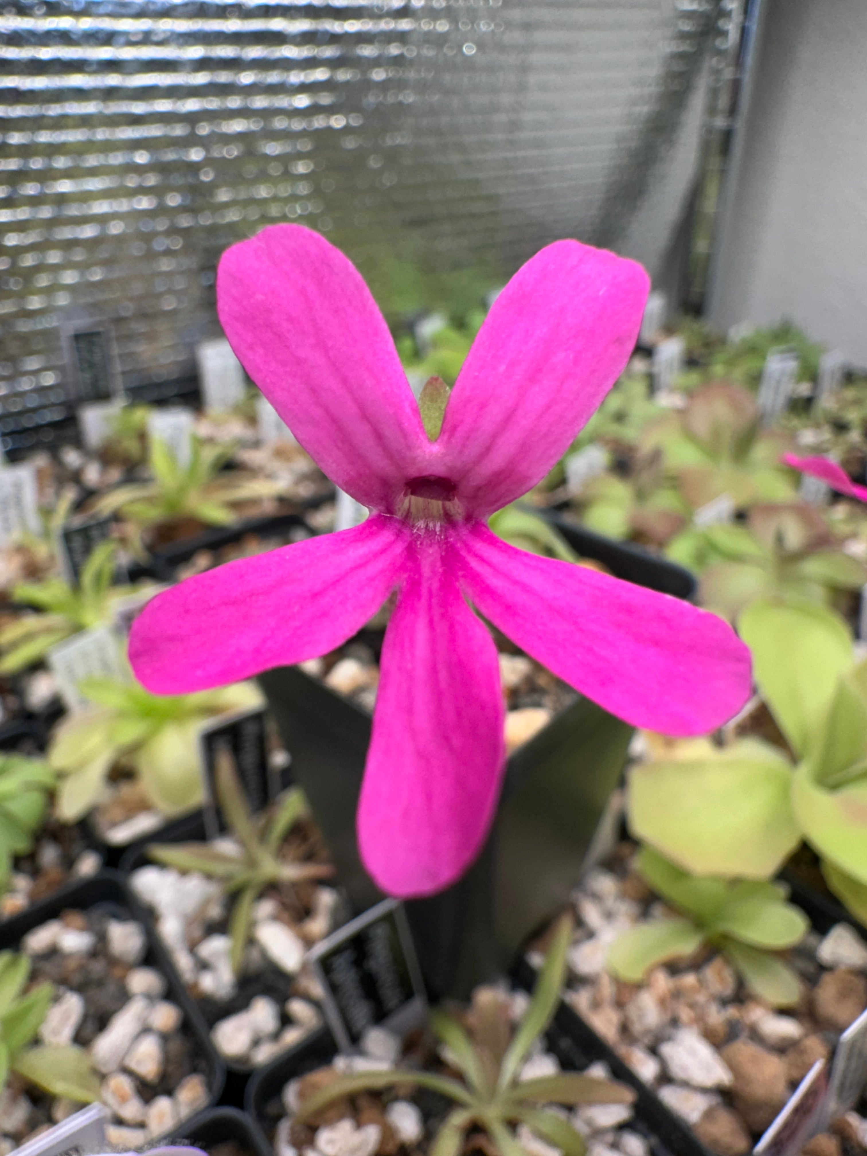 Pinguicula ehlersiae x mesophytica