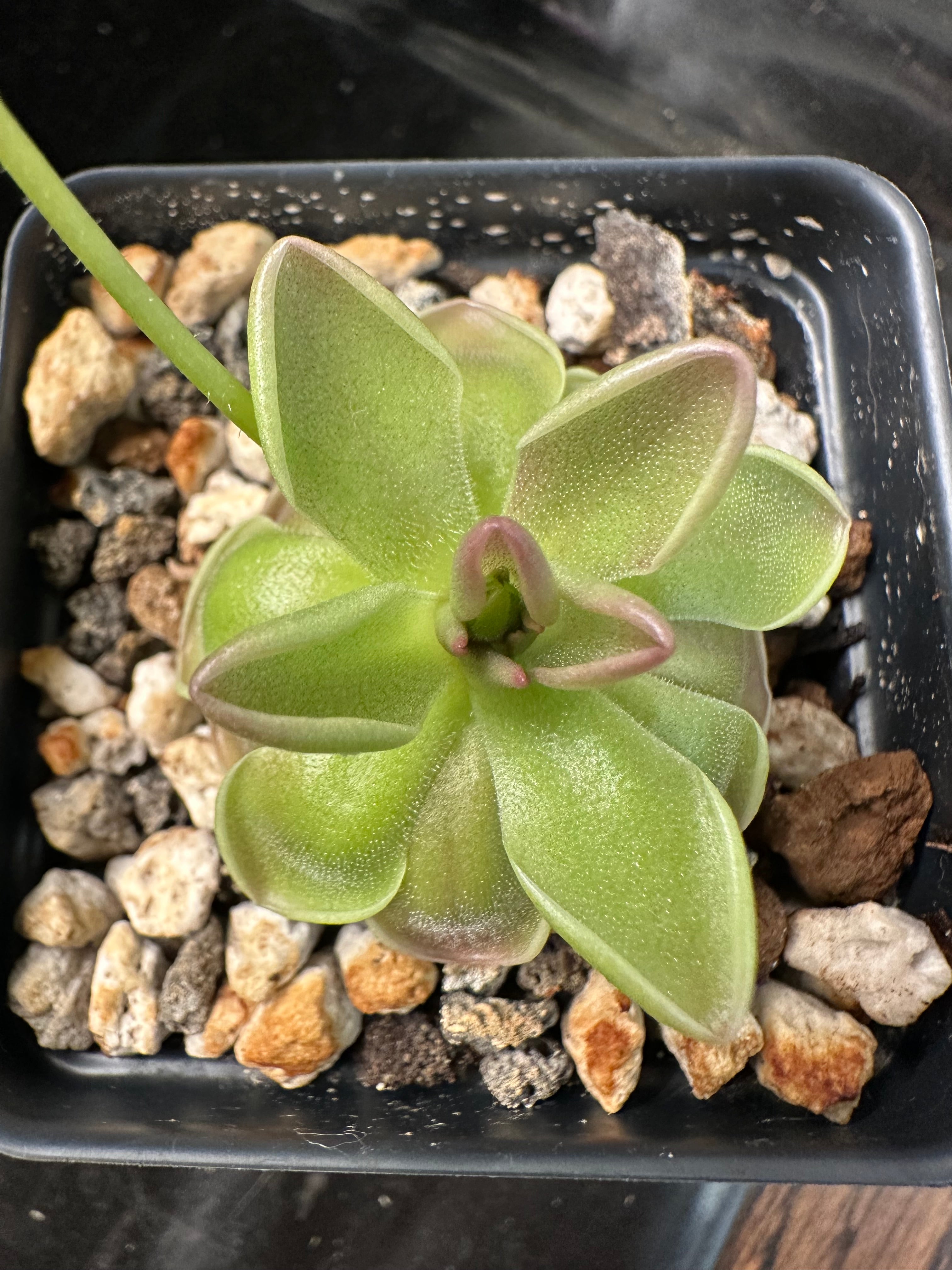 Pinguicula ehlersiae x mesophytica