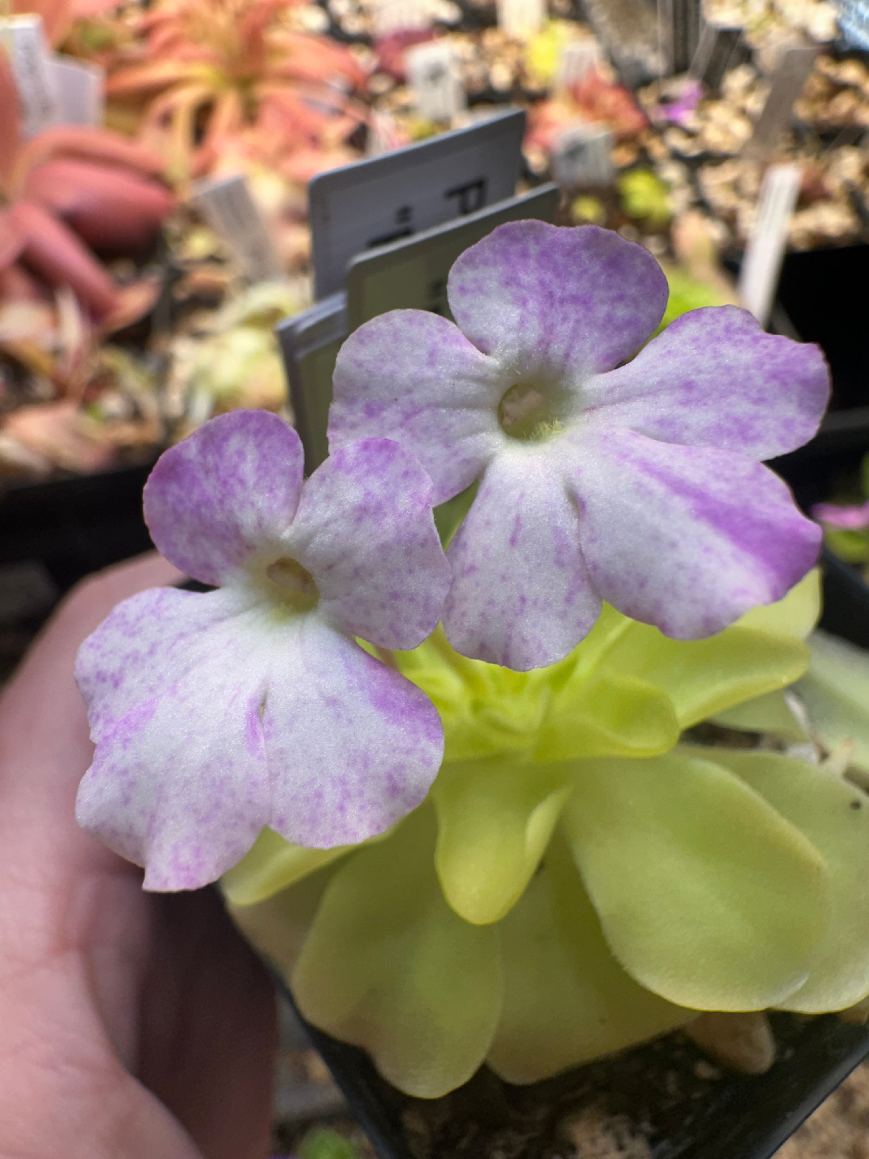 Pinguicula "Pecosita"