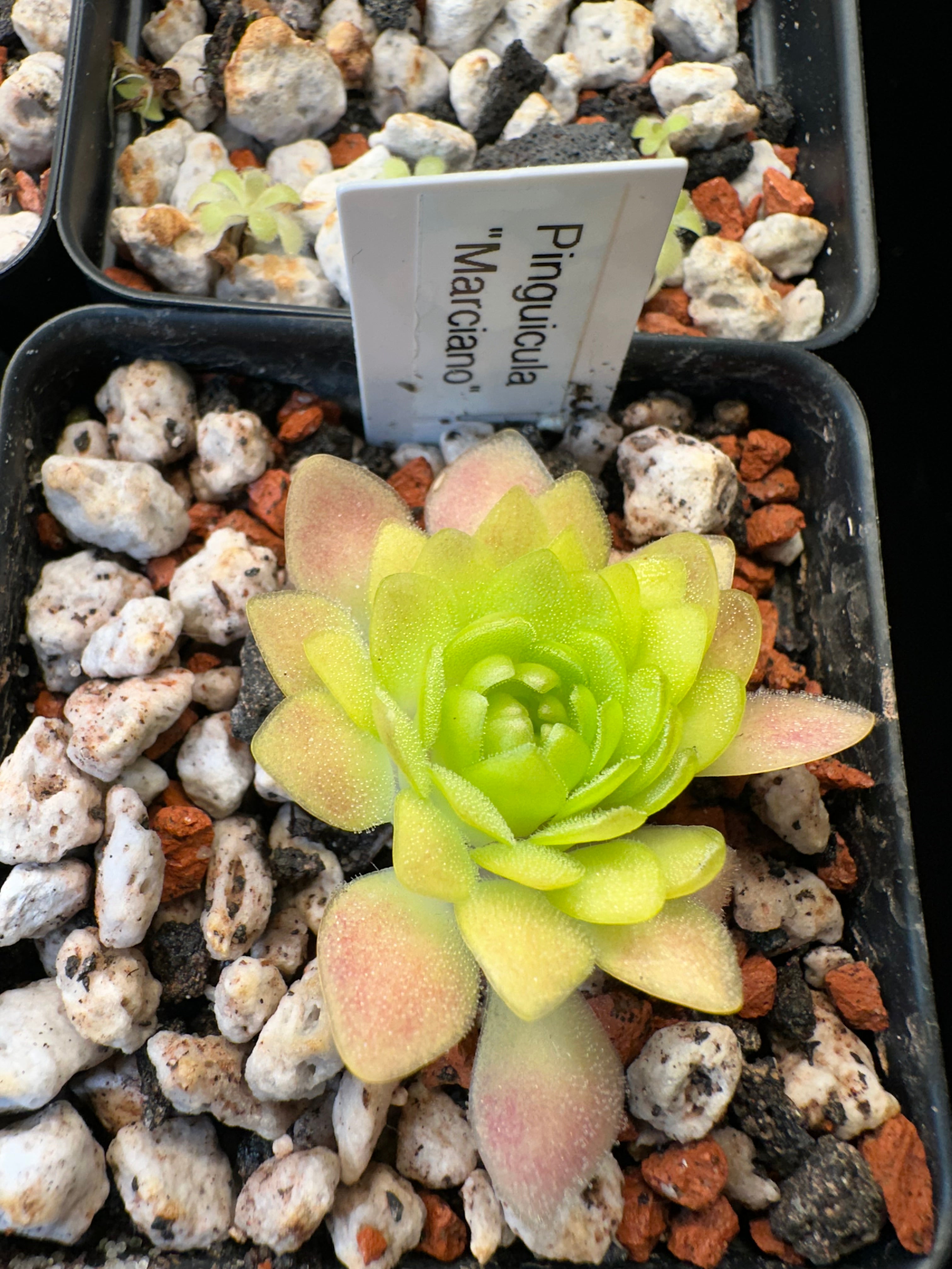 Pinguicula "Marciano"