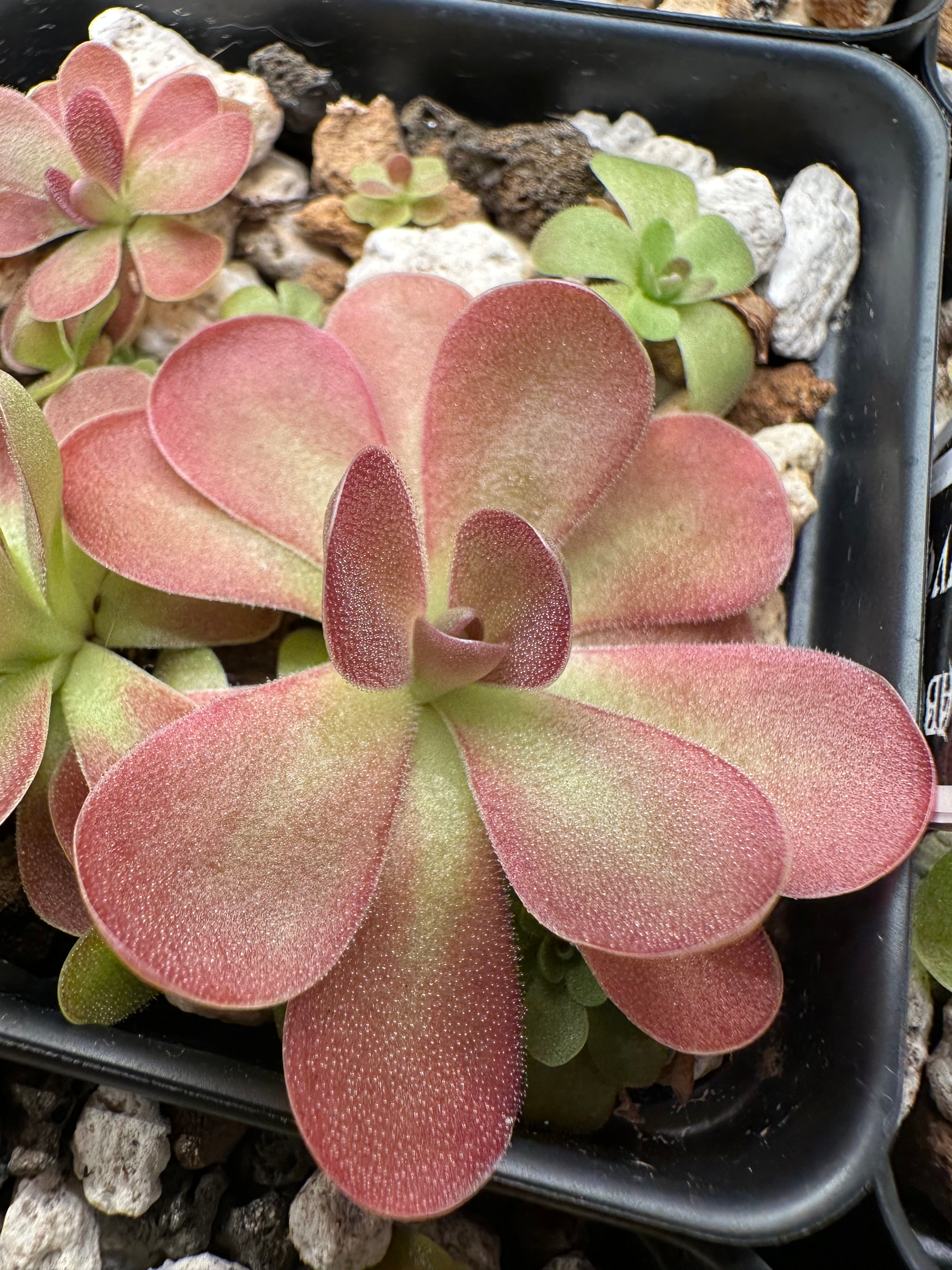 Pinguicula 'Johanna'