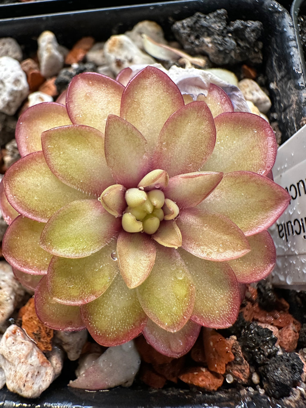 Pinguicula "Seductora"