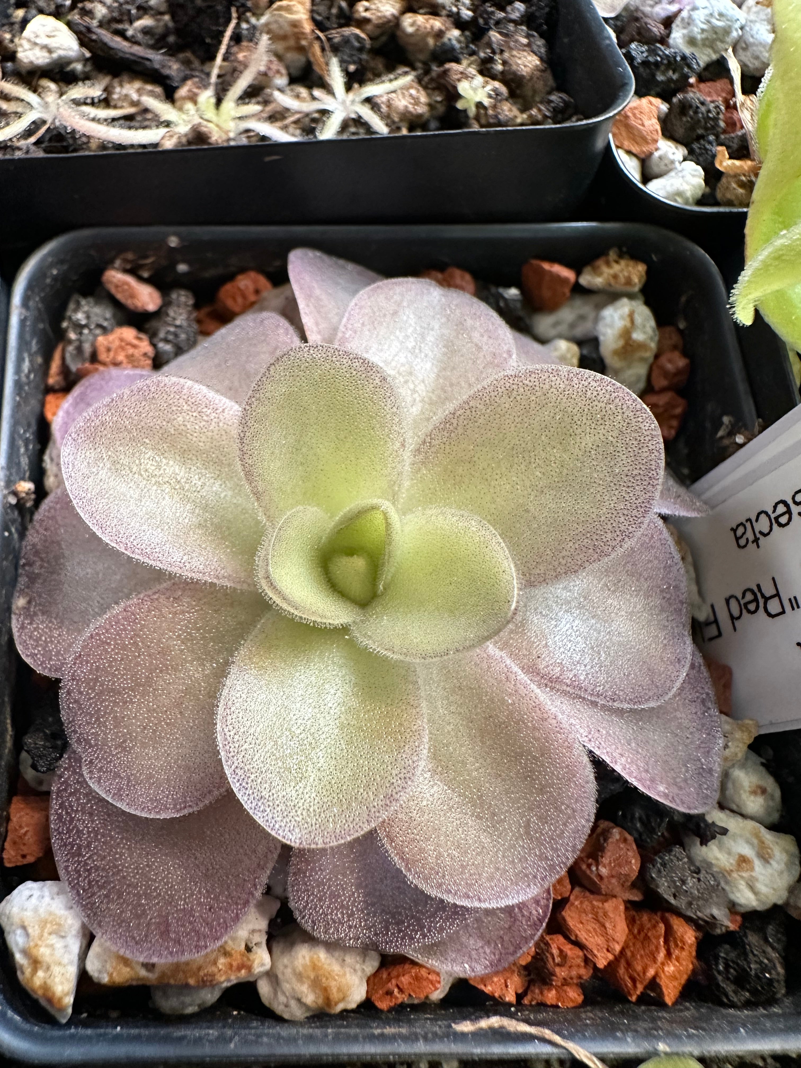Pinguicula gigantea "red flush” x cyclosecta