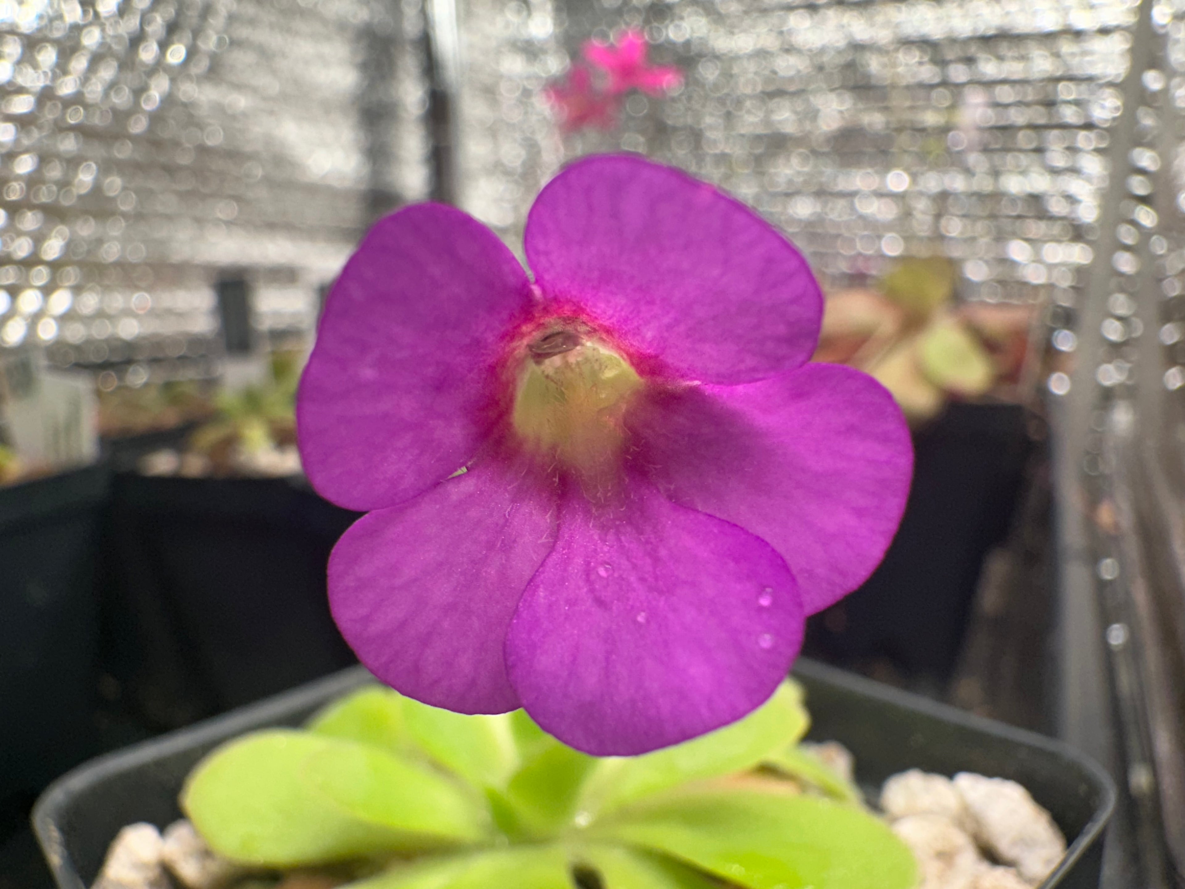 Pinguicula "Bebop Lollipop"