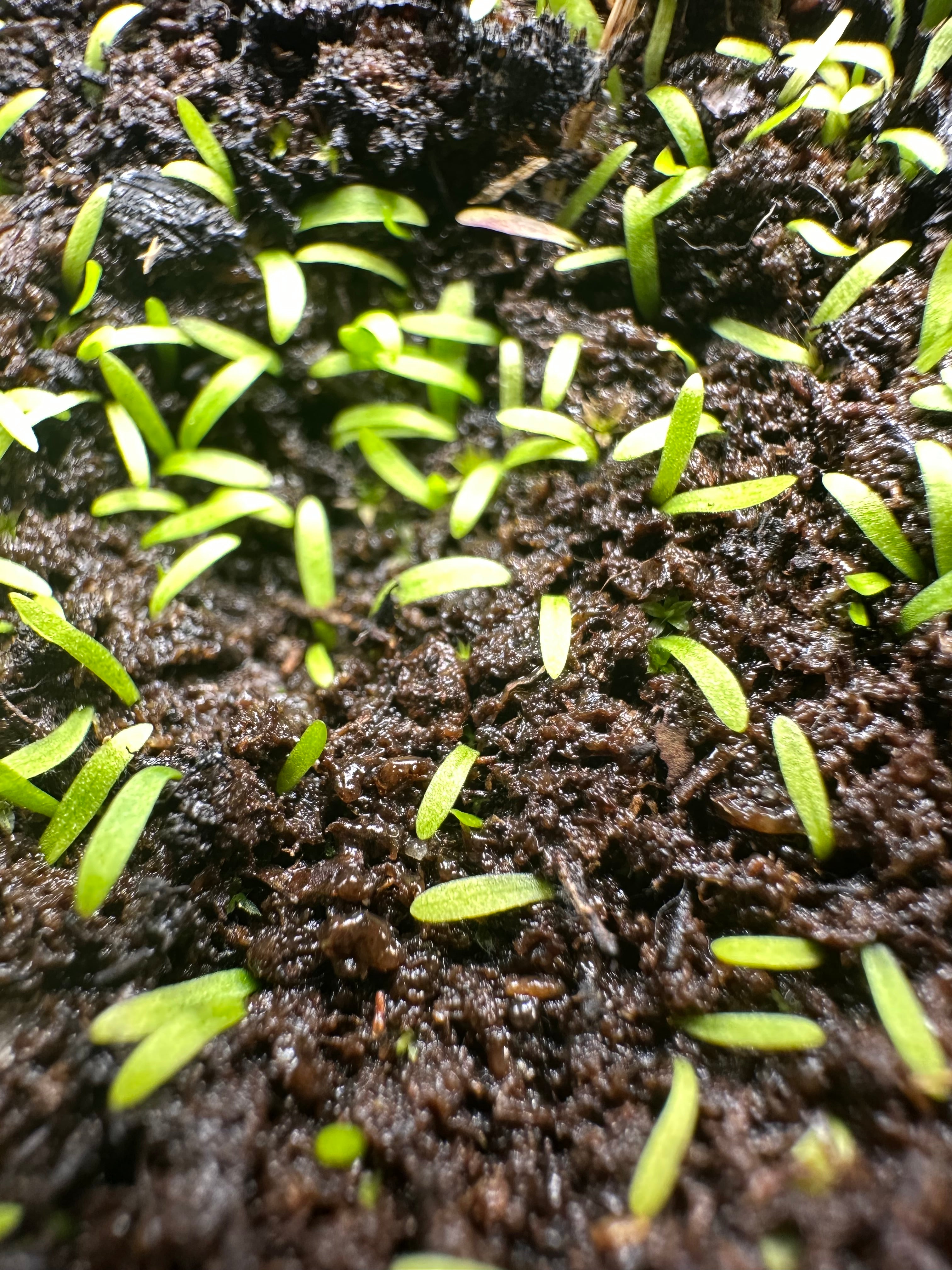 Utricularia uliginosa (Kimberley, AUS)