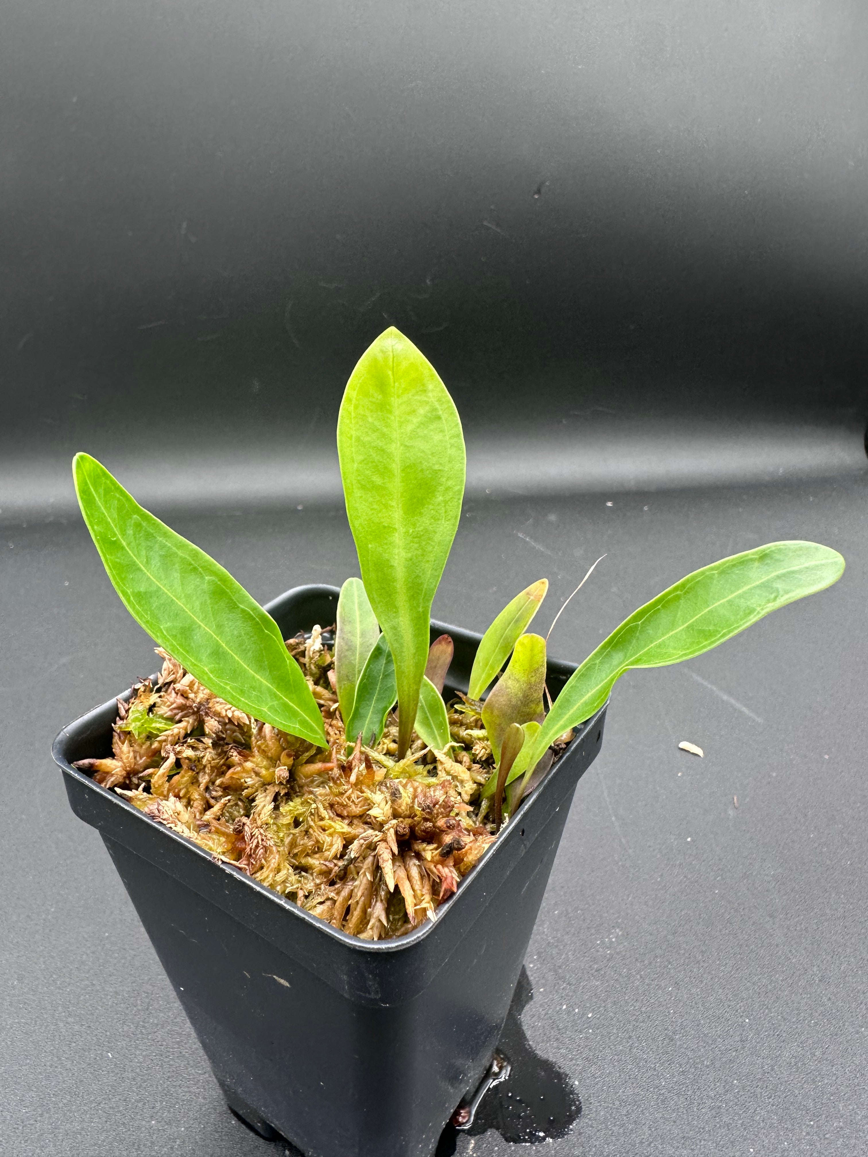 Utricularia longifolia