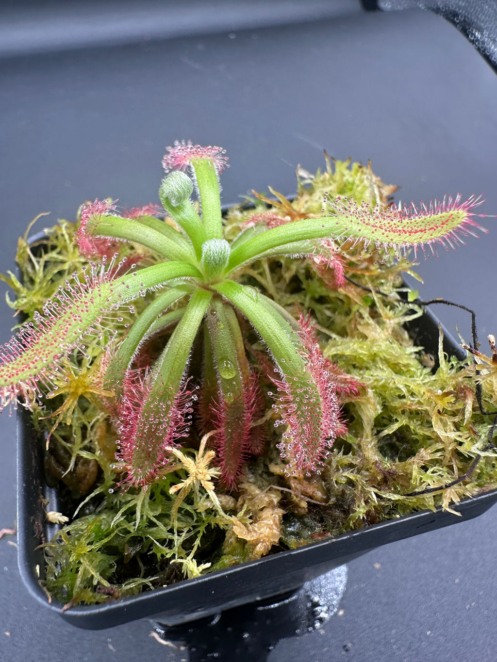 Drosera ascendens