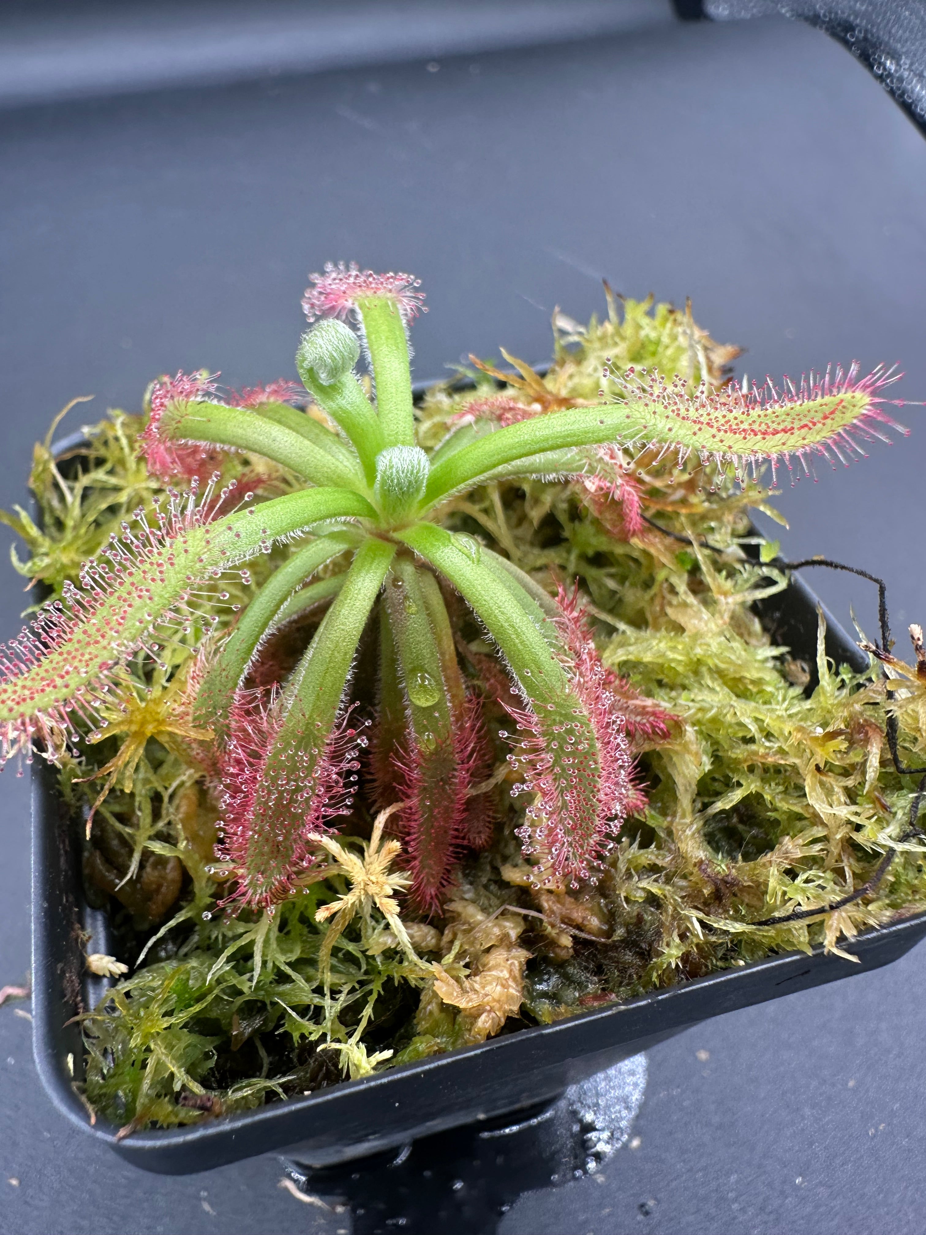 Drosera ascendens