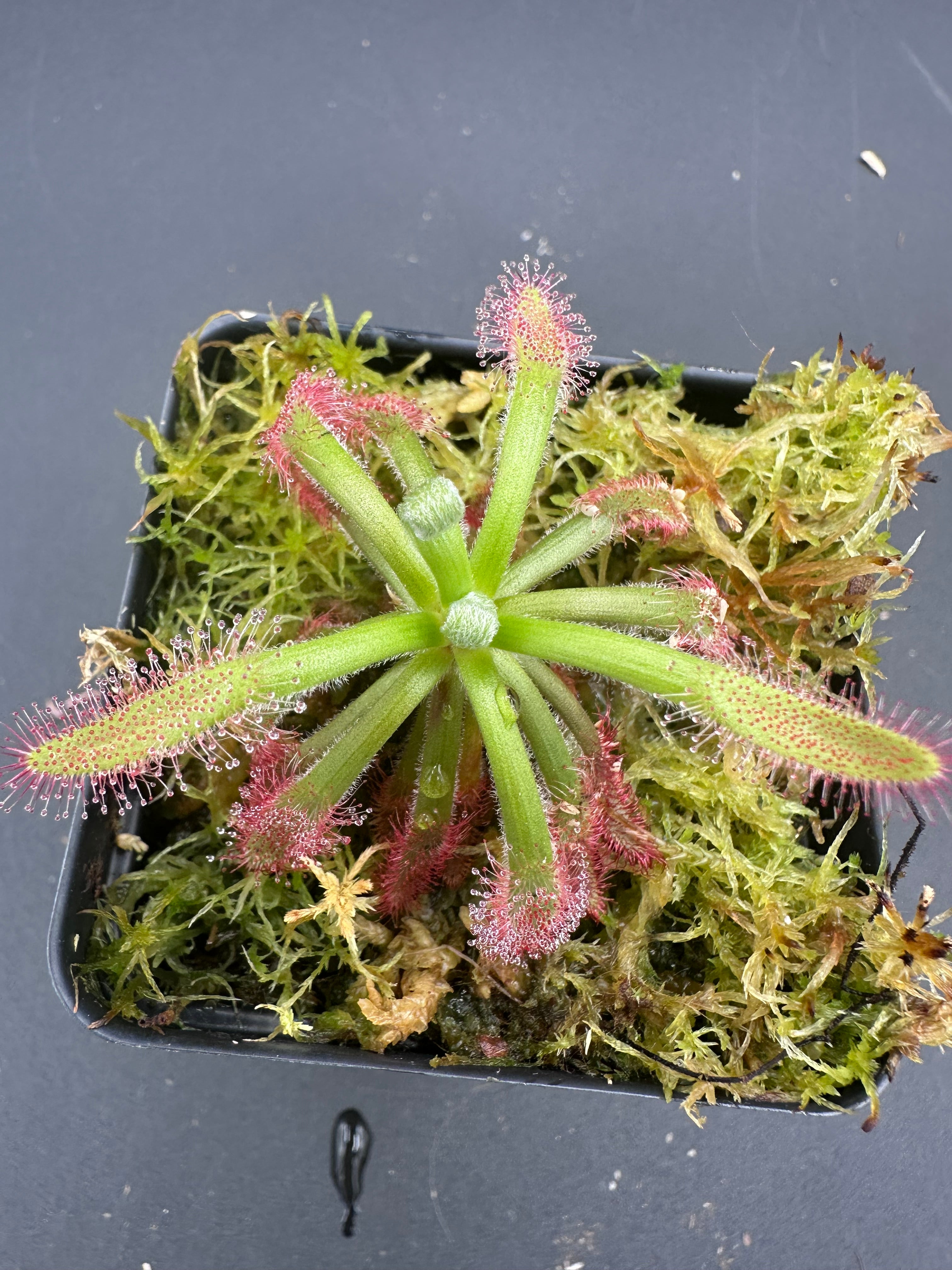 Drosera ascendens