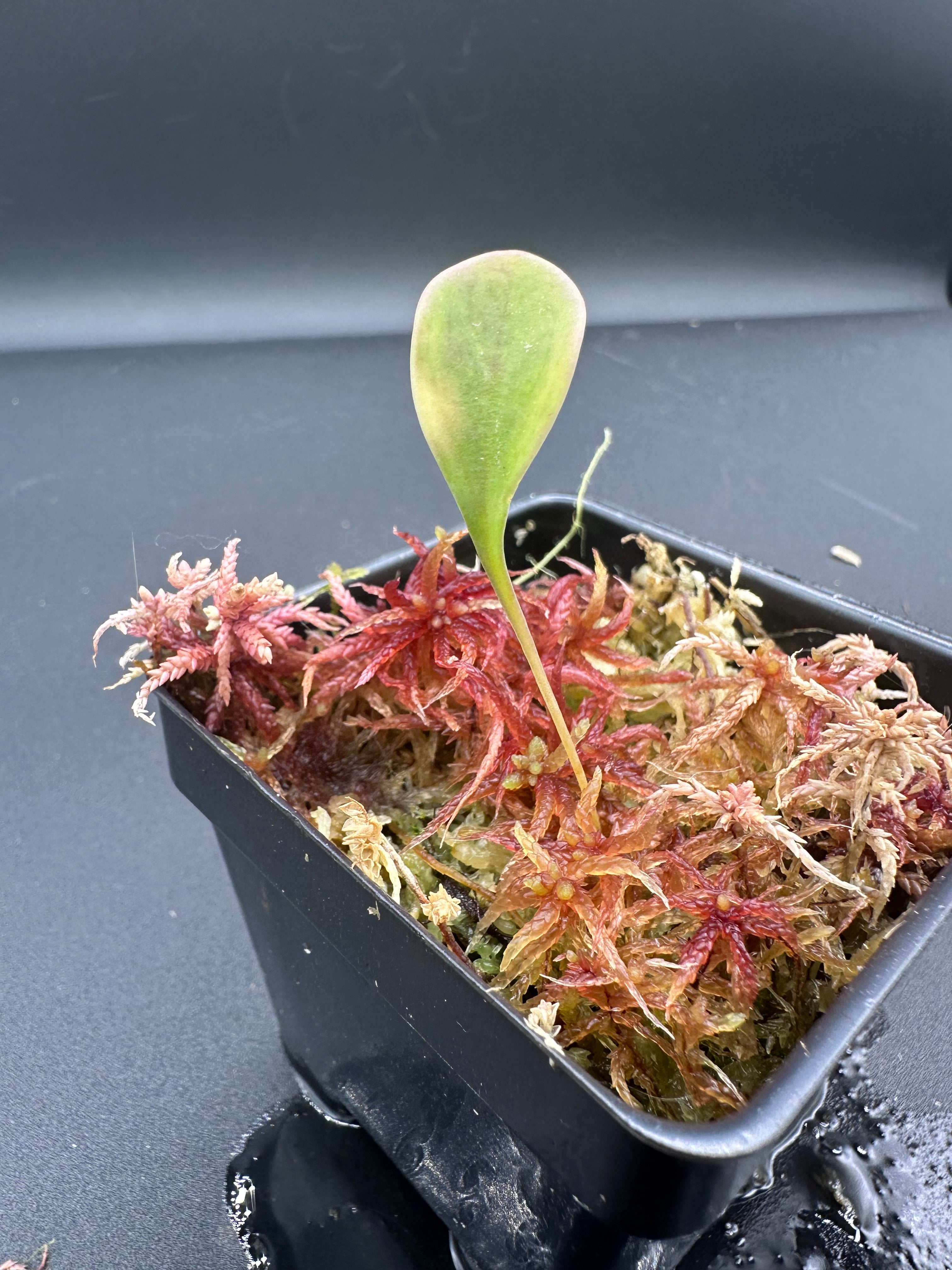 Utricularia quelchii "Doug D." clone