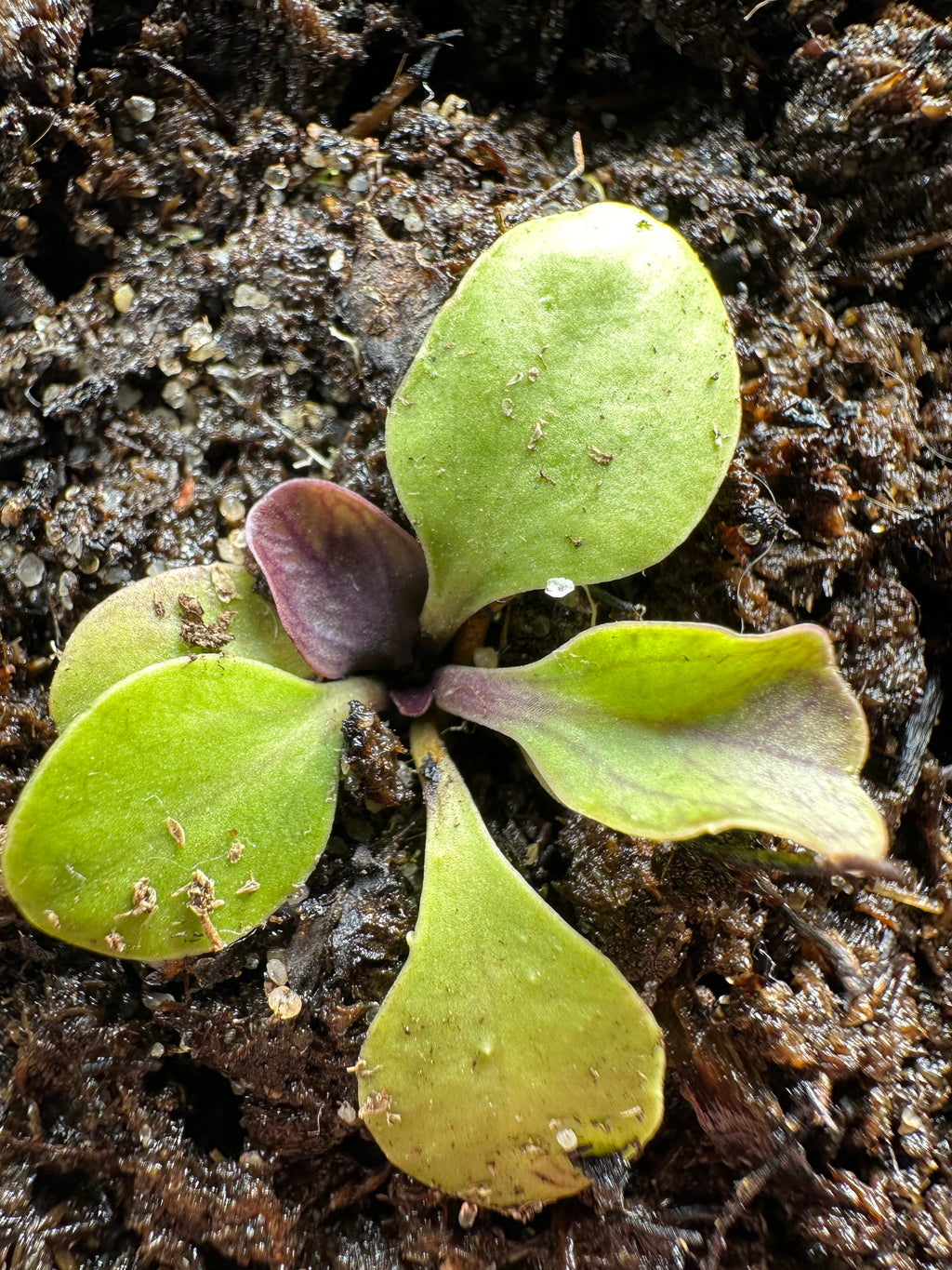 Utricularia calycifida