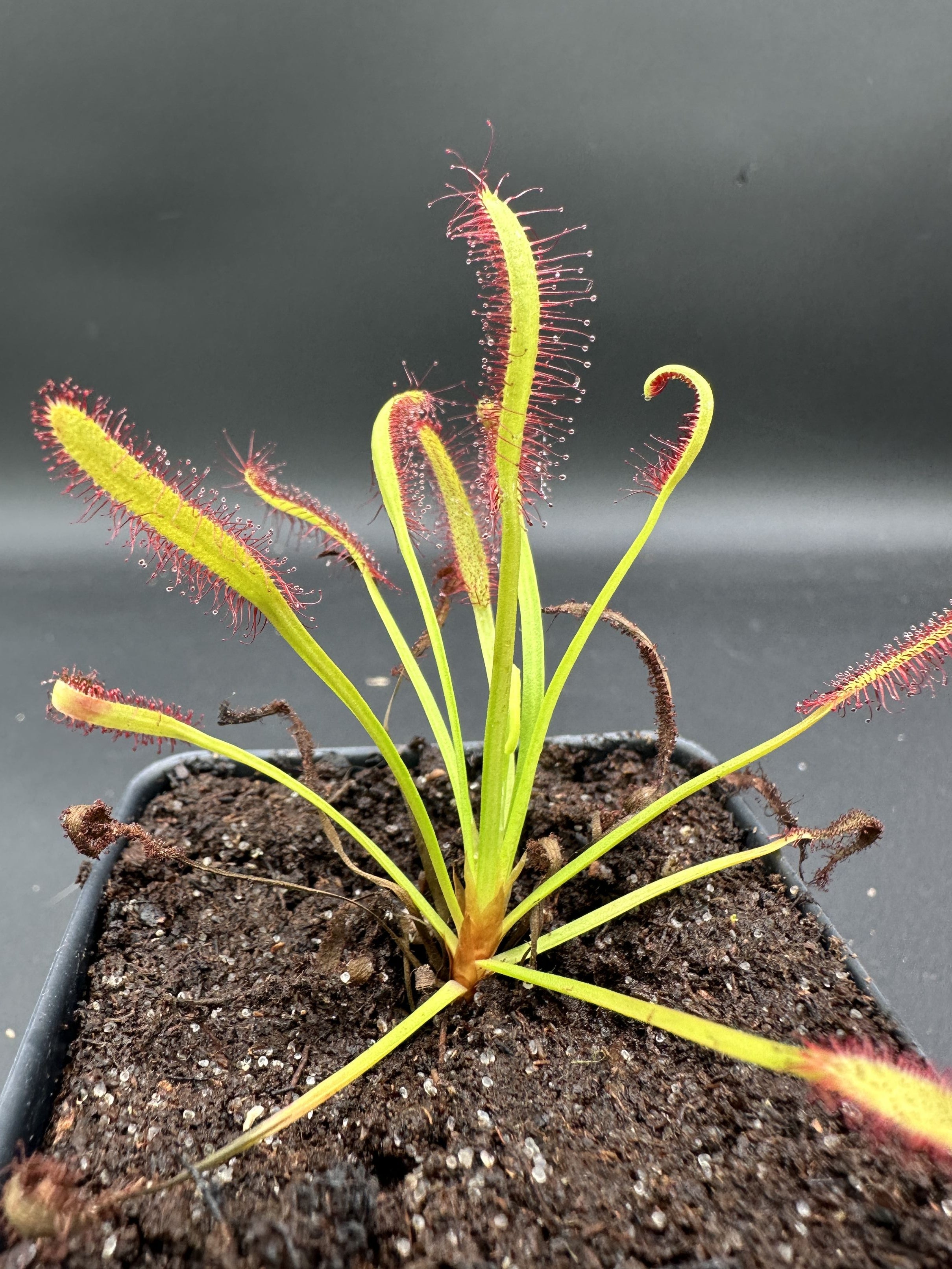 Drosera capensis (Heuning Klip, ZAF)