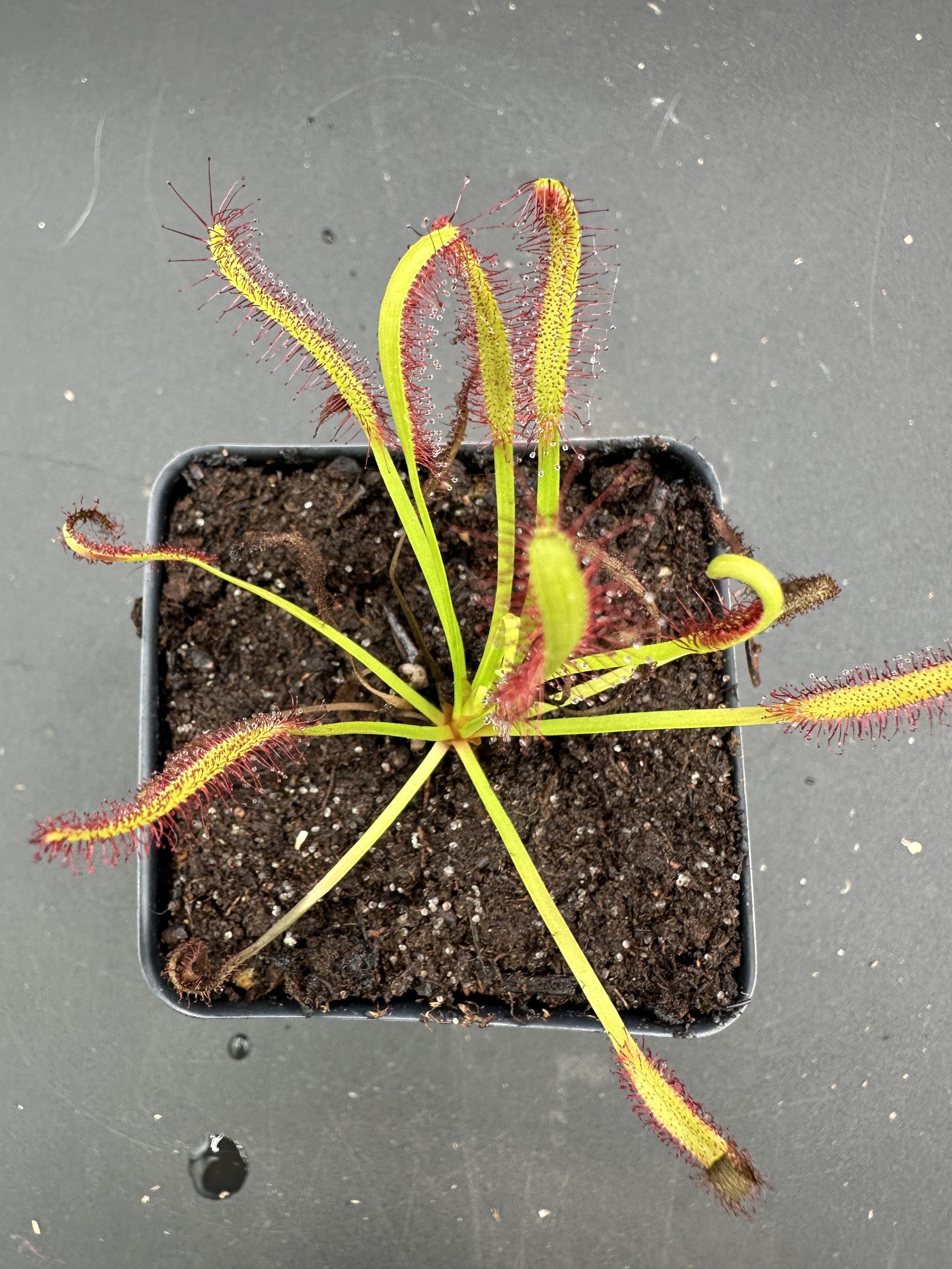 Drosera capensis (Heuning Klip, ZAF)
