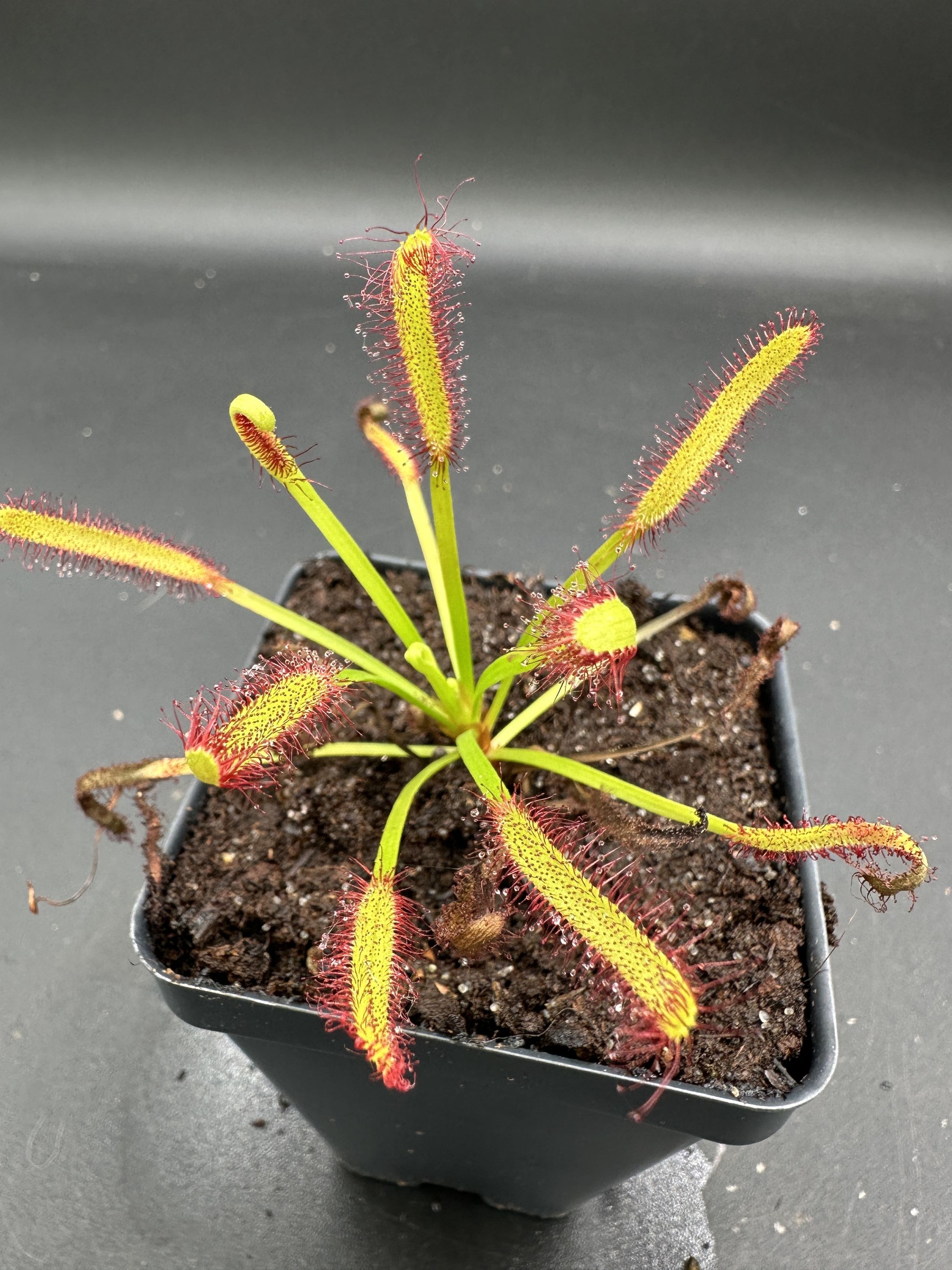 Drosera capensis (Heuning Klip, ZAF)