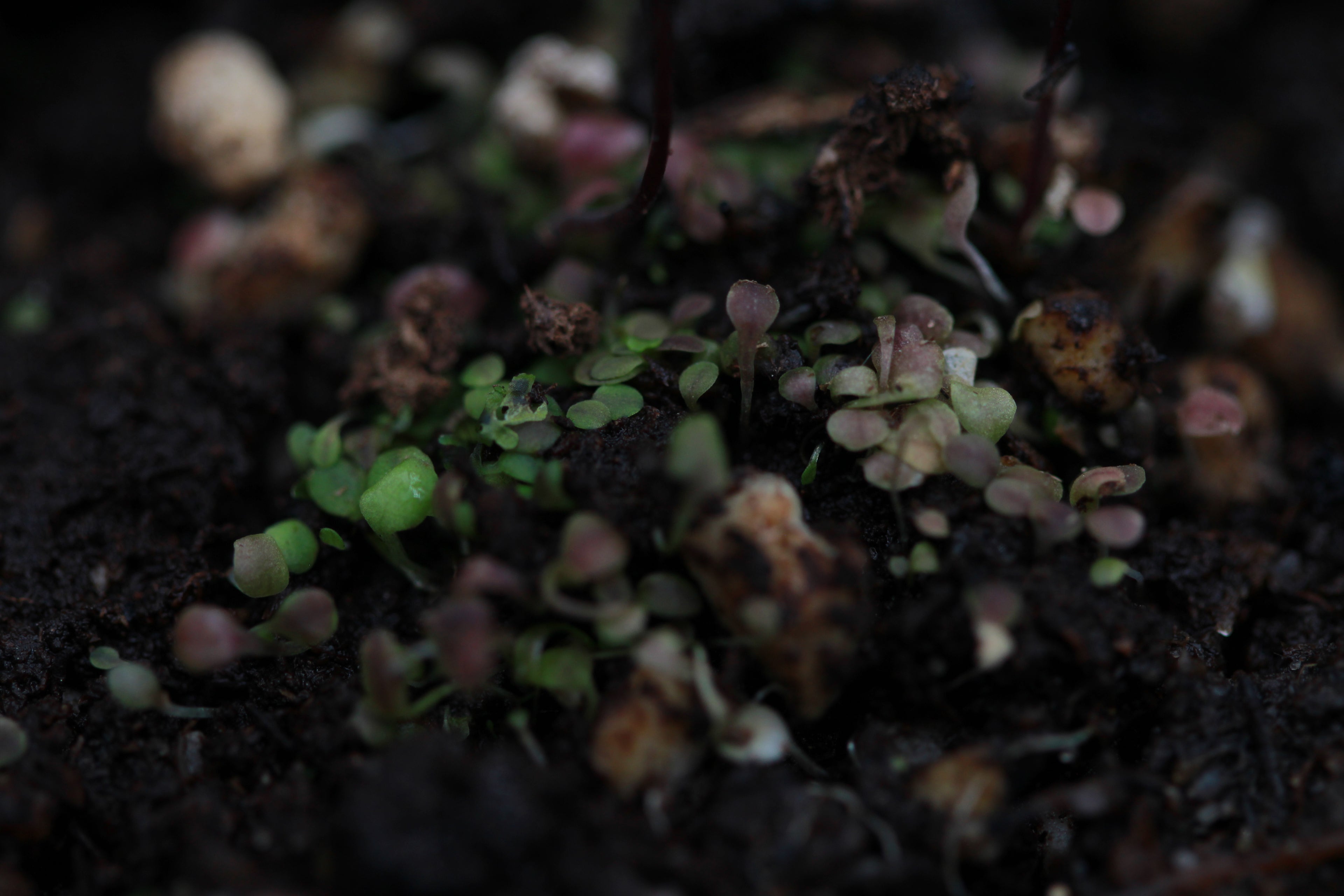 Utricularia uniflora