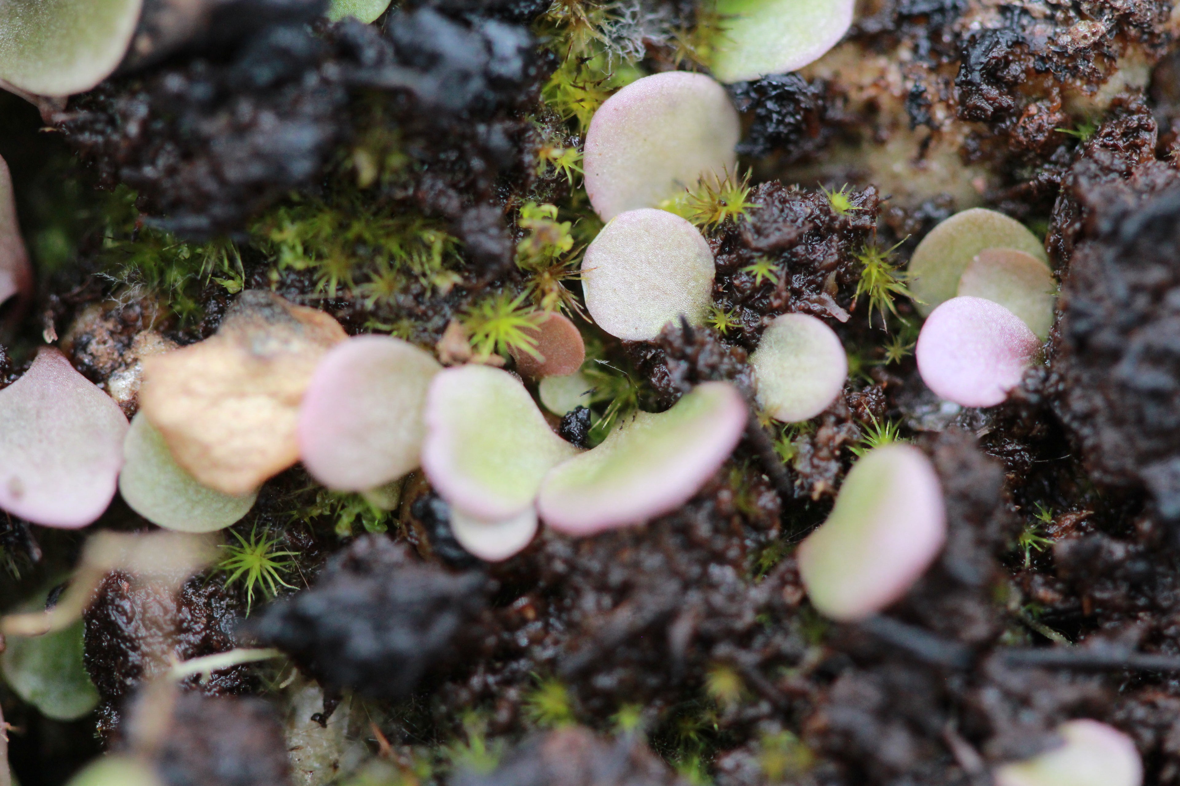 Utricularia tridentata