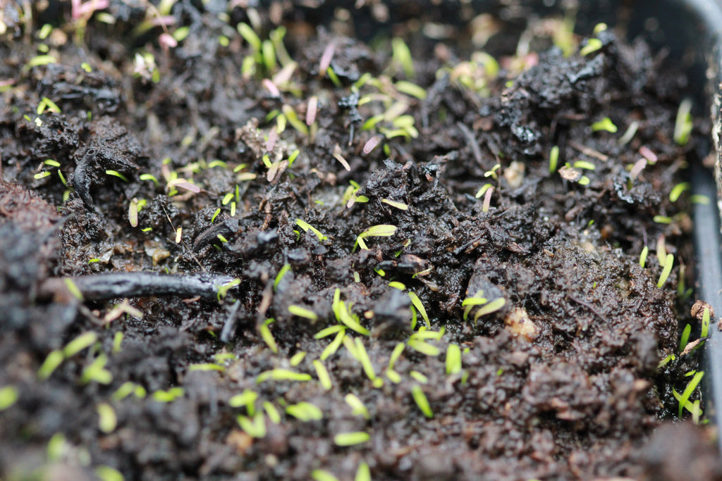 Utricularia bisquamata (Betty's Bay, ZAF) leaves - green to purple under intense light and narrowly obovate
