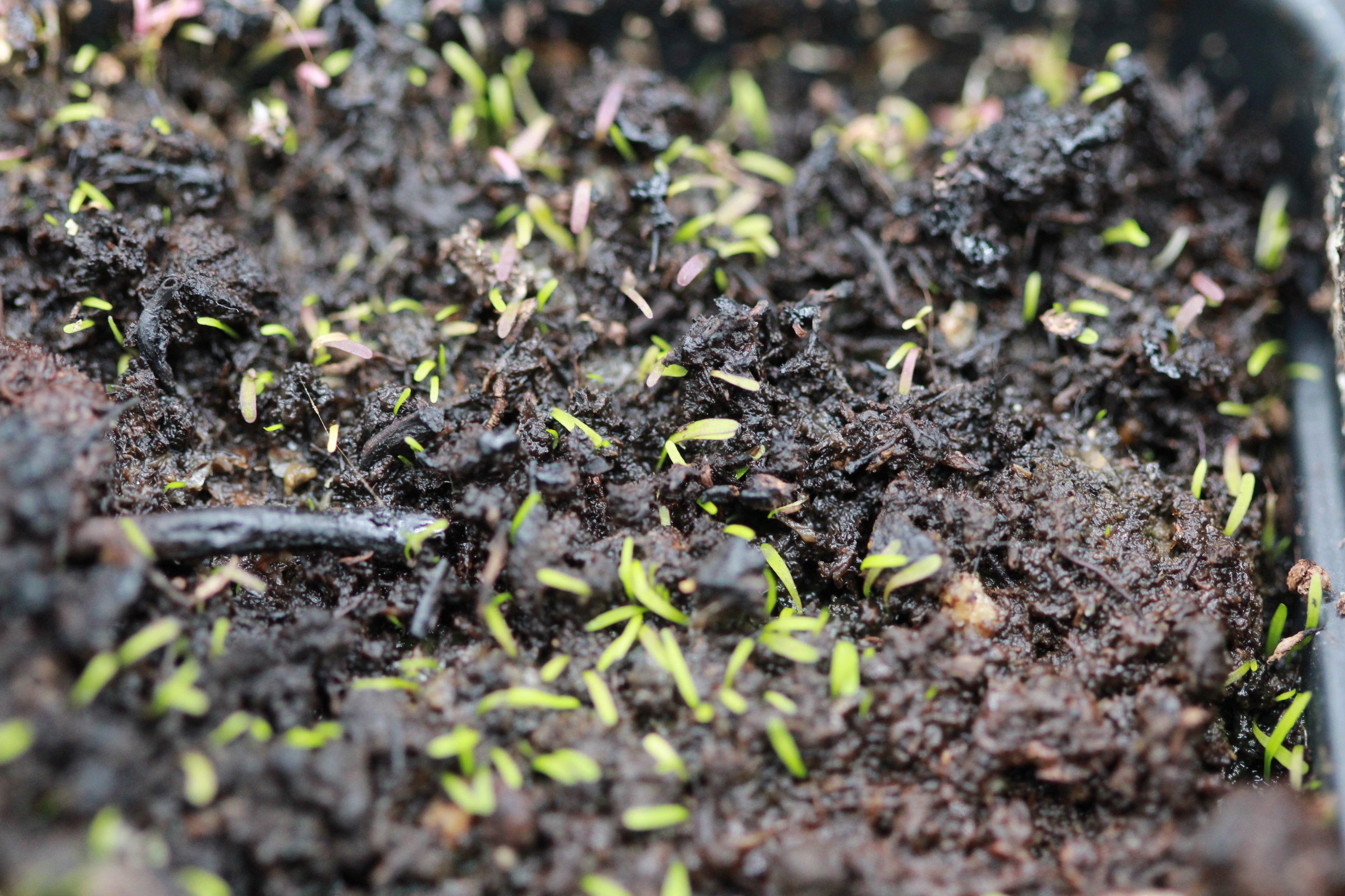 Utricularia bisquamata (Betty's Bay, ZAF) leaves - green to purple under intense light and narrowly obovate