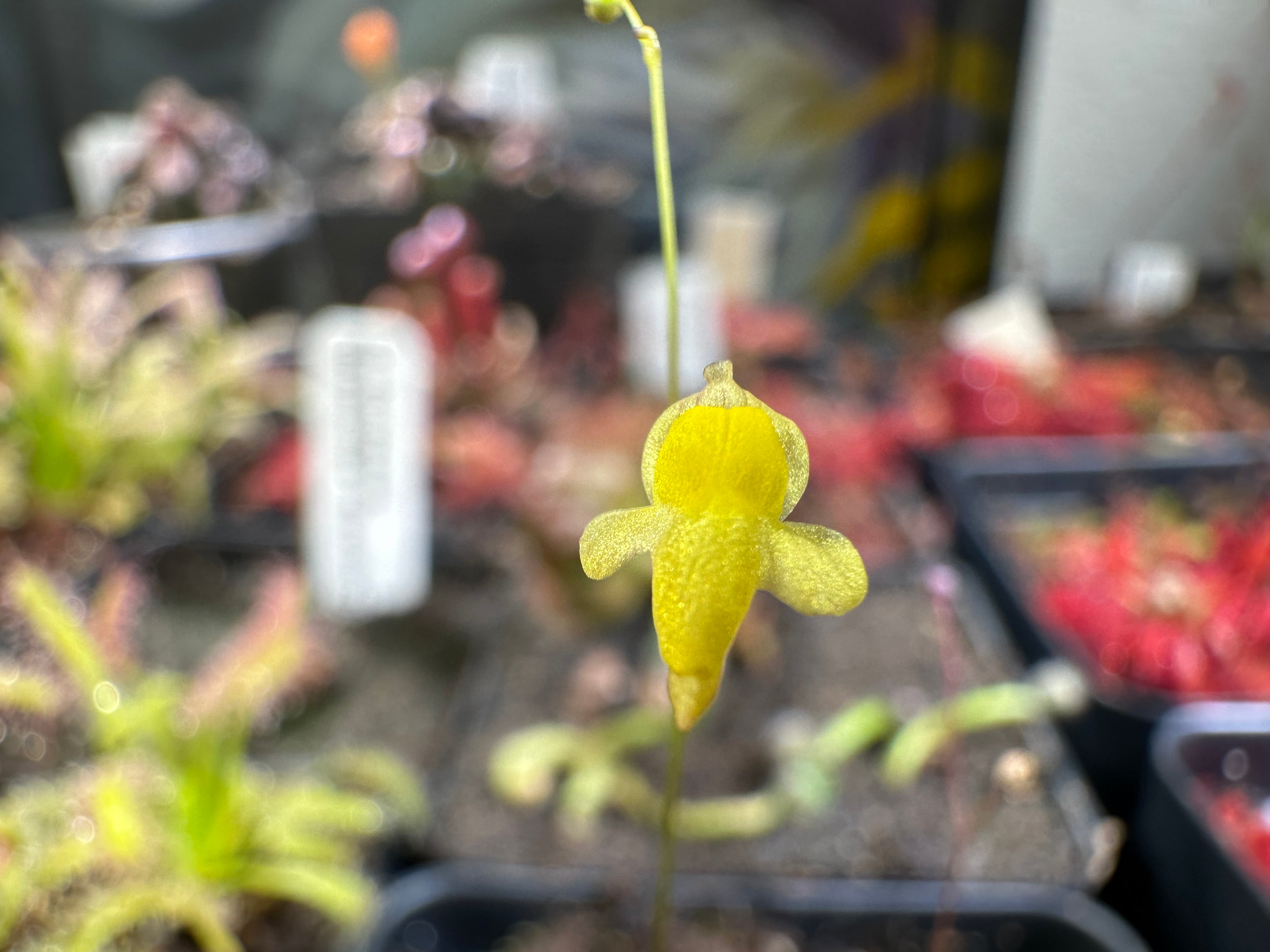 Utricularia subulata seeds