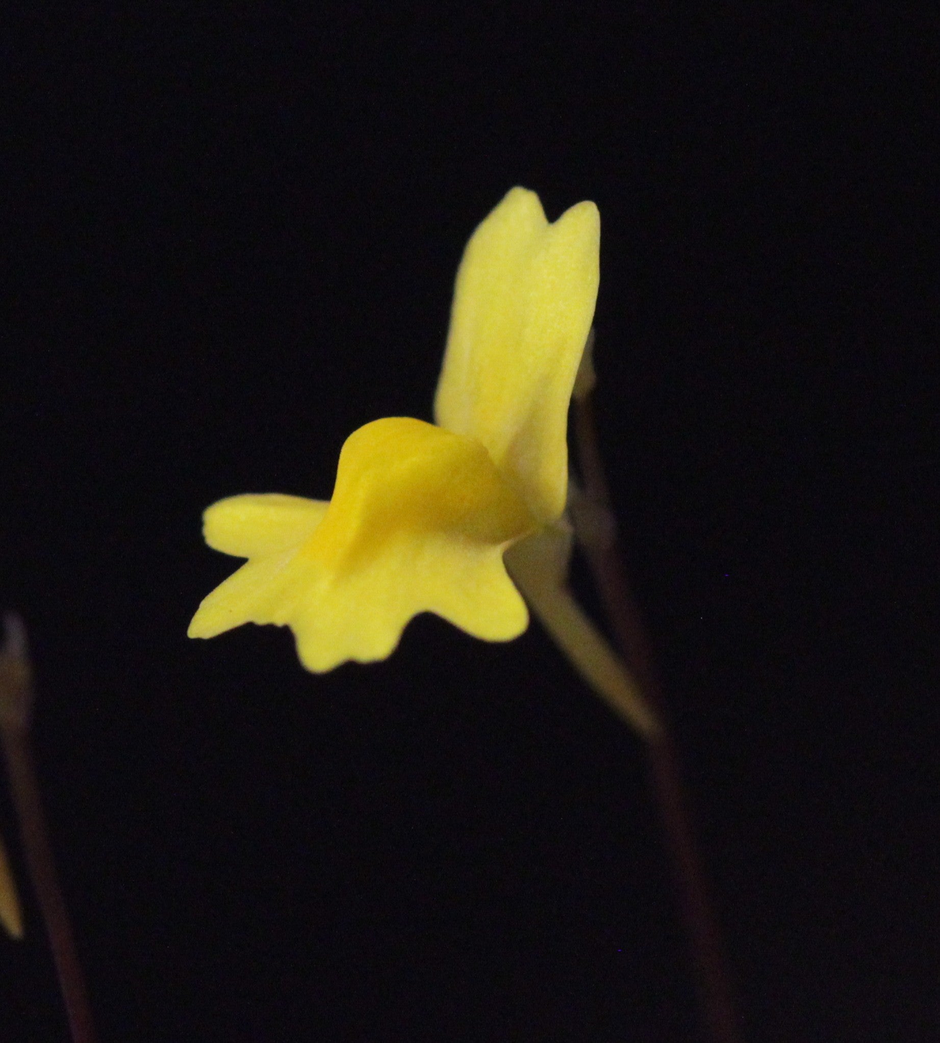 Utricularia chrysantha