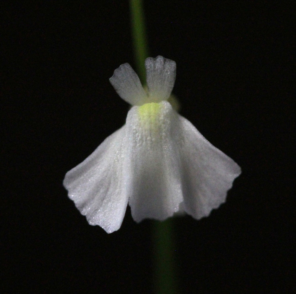 Utricularia rostrata (Chapada Diamantina, Bahia, BRA)