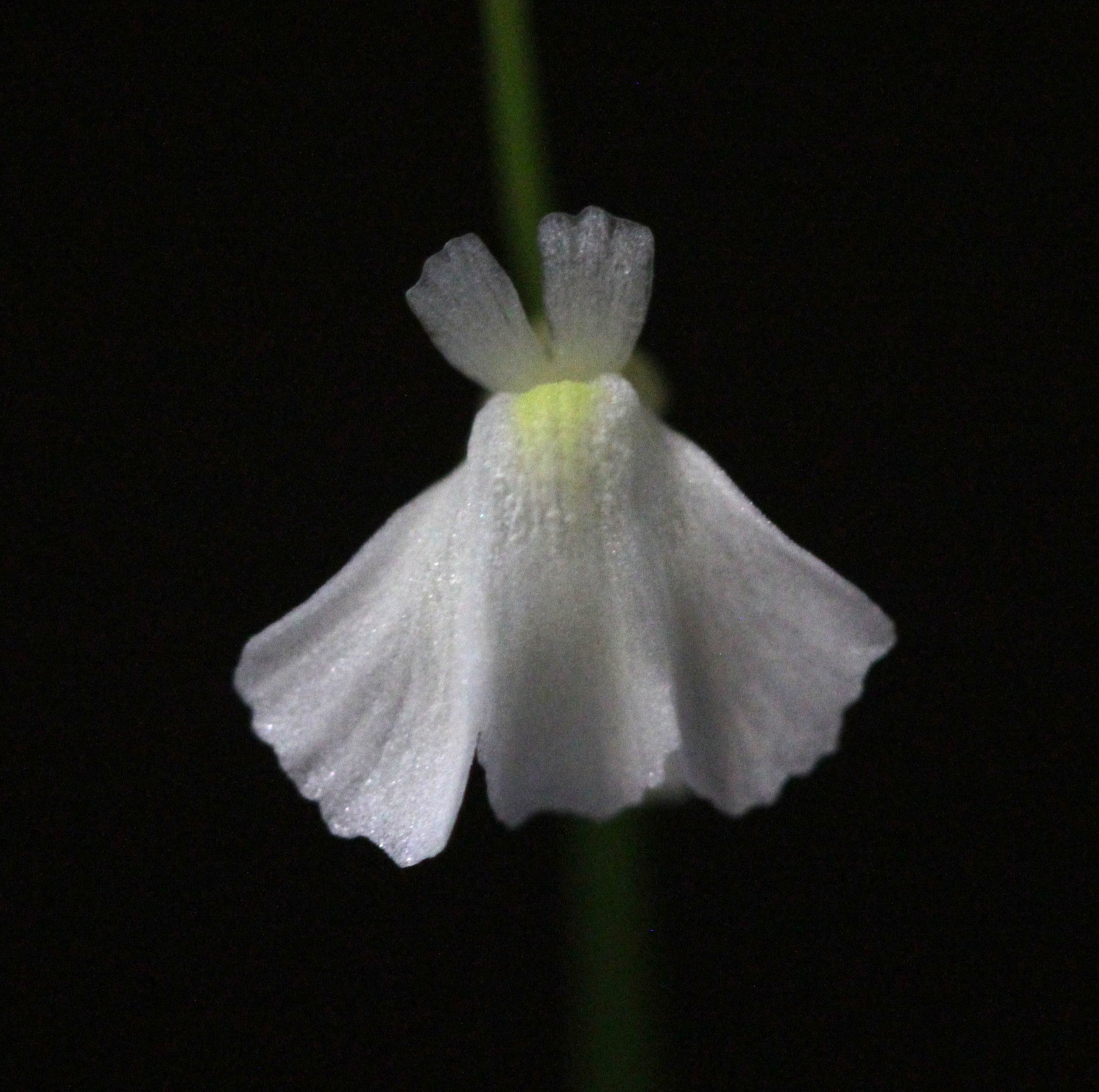 Utricularia rostrata (Chapada Diamantina, Bahia, BRA)