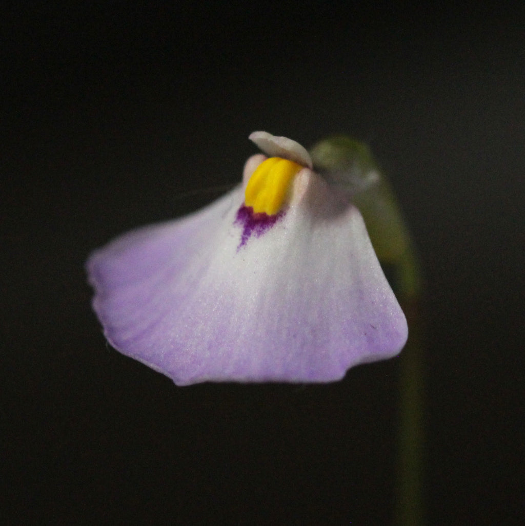 Utricularia barkeri (Langi Ghiran, Victoria, AUS)