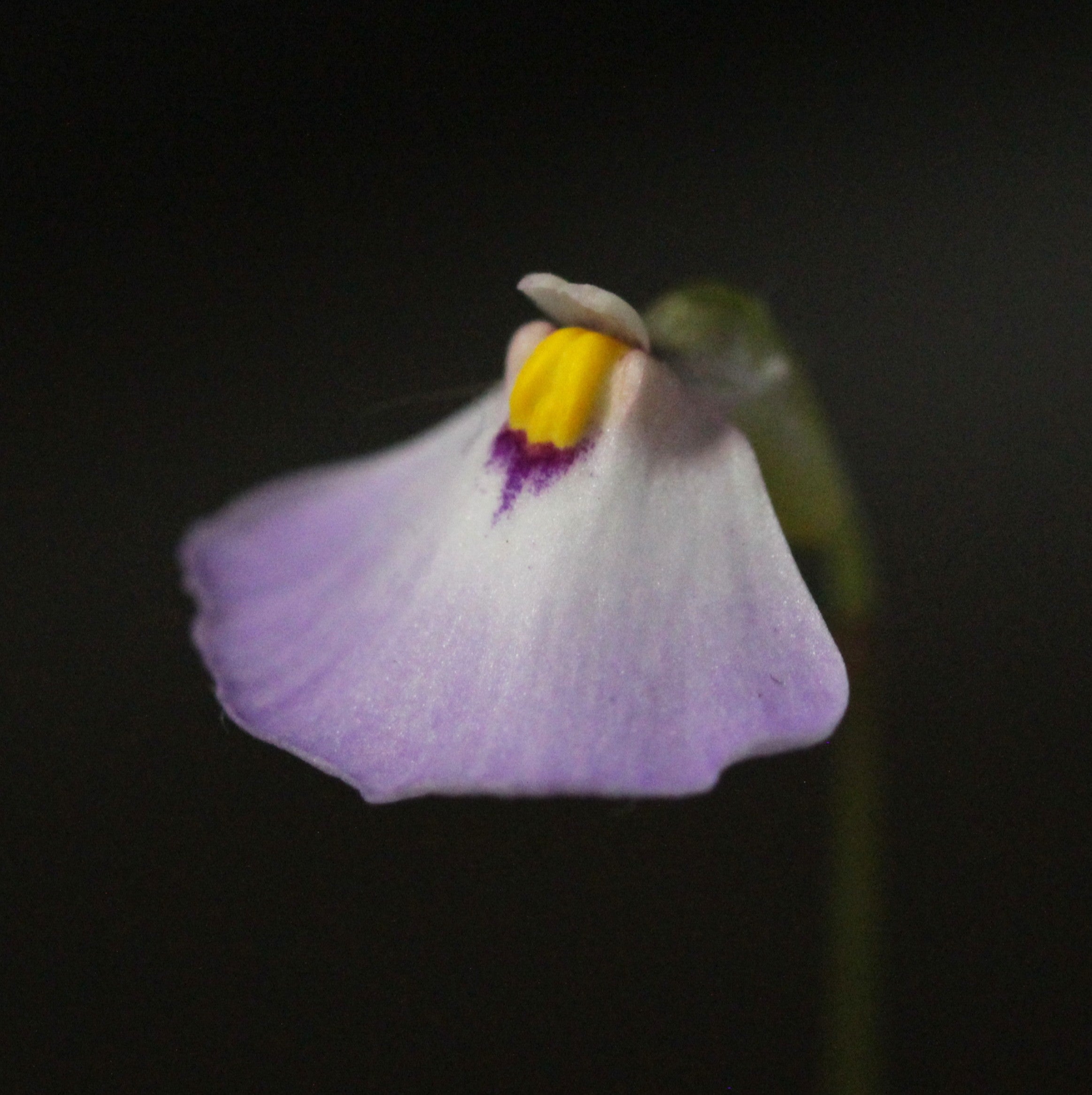 Utricularia barkeri (Langi Ghiran, Victoria, AUS)