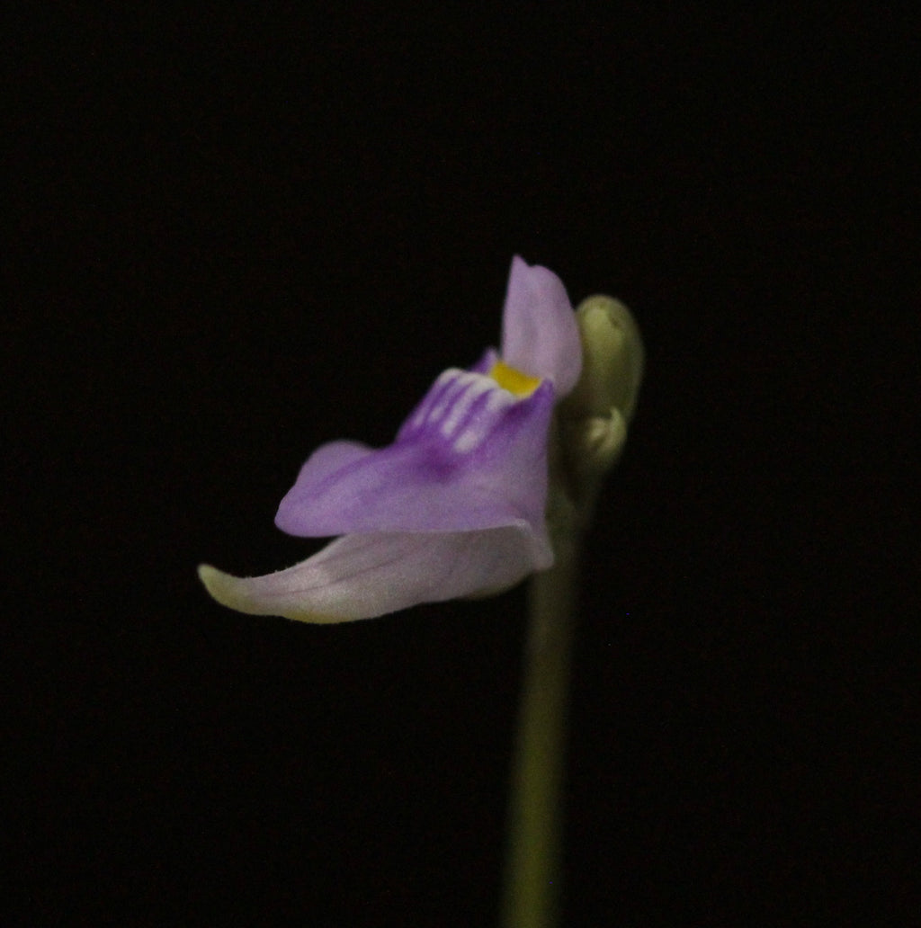 Utricularia caerulea