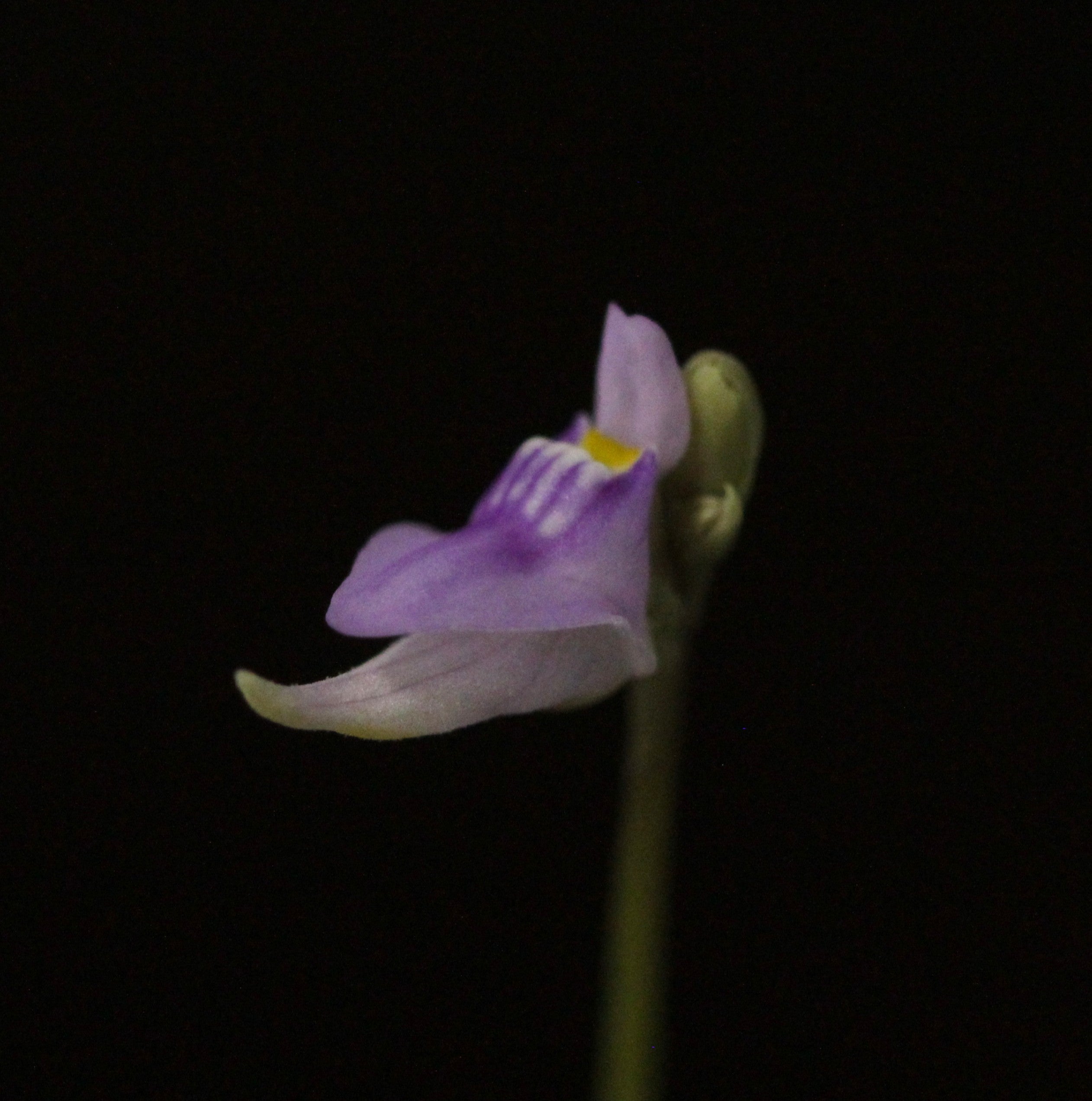Utricularia caerulea