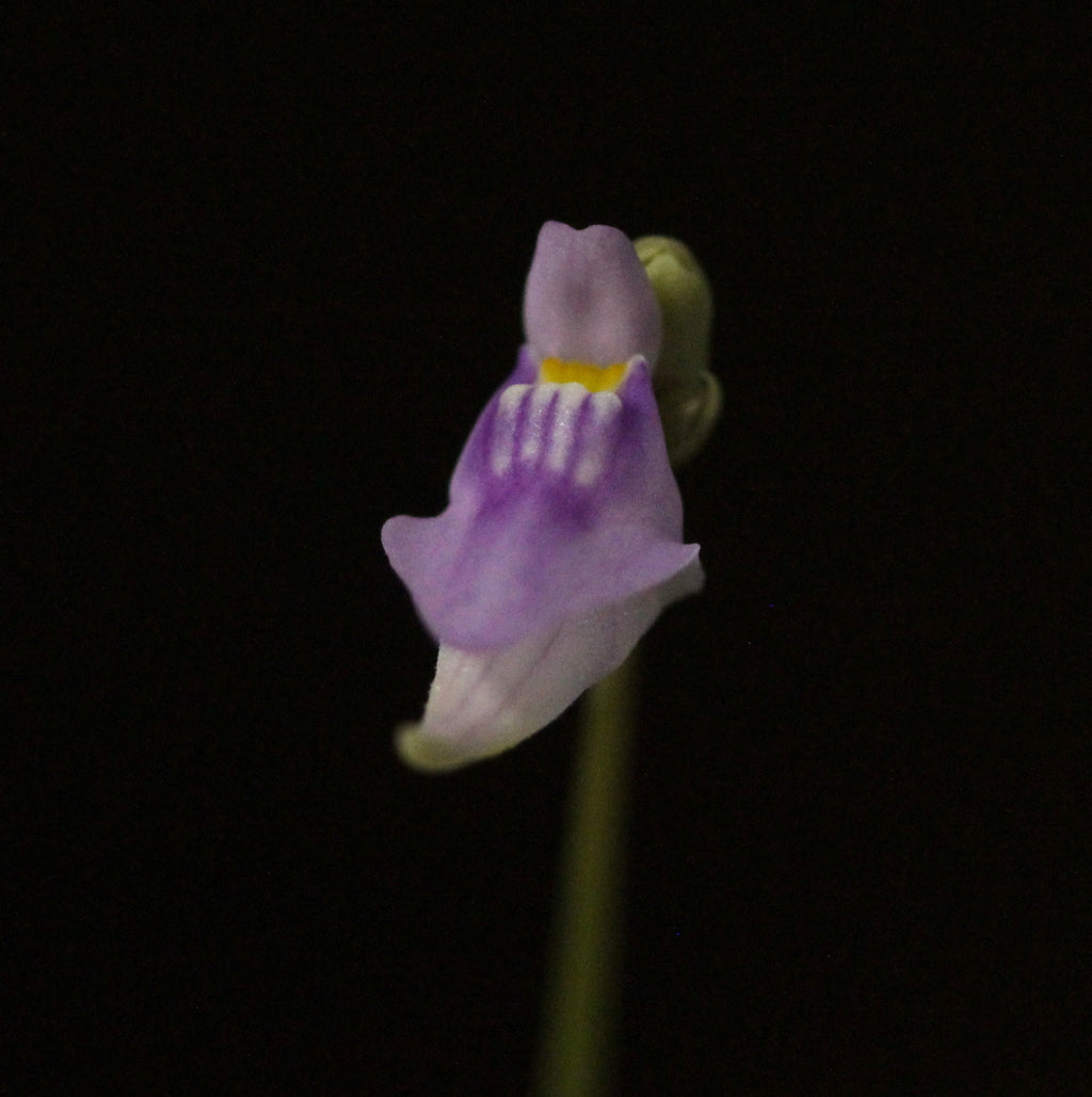 Utricularia caerulea