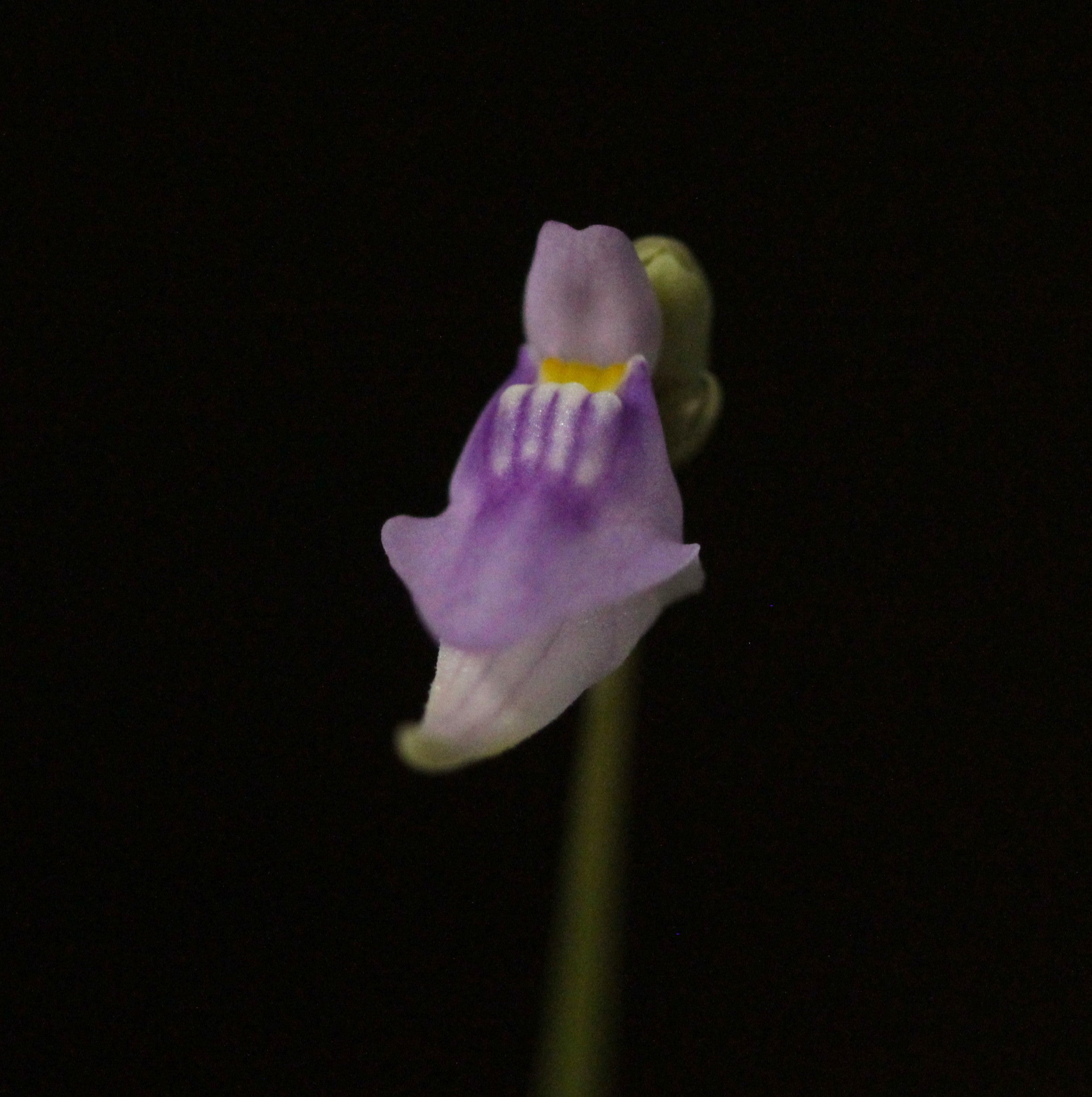 Utricularia caerulea
