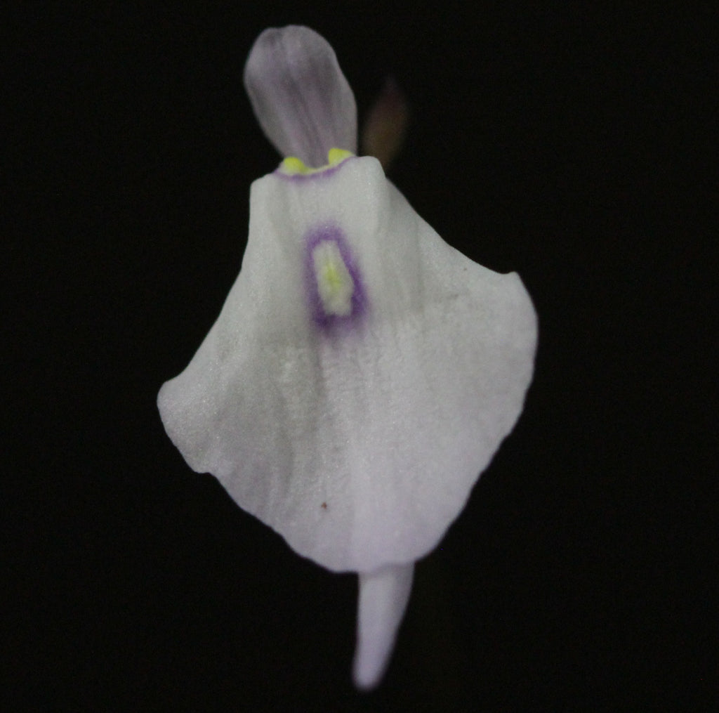 Utricularia pubescens (Serra Caraca, Minas Gerais, BRA)