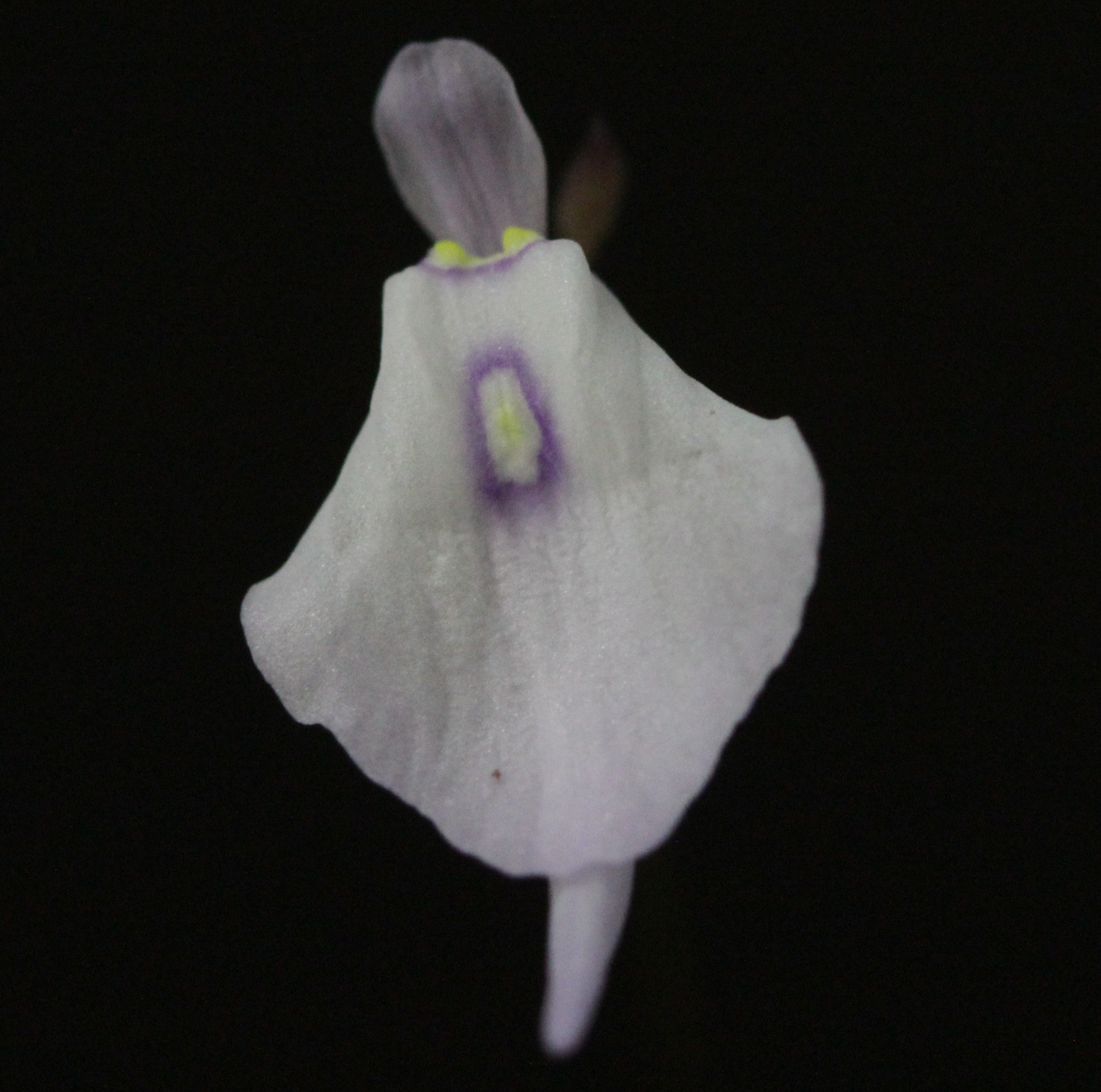 Utricularia pubescens (Serra Caraca, Minas Gerais, BRA)