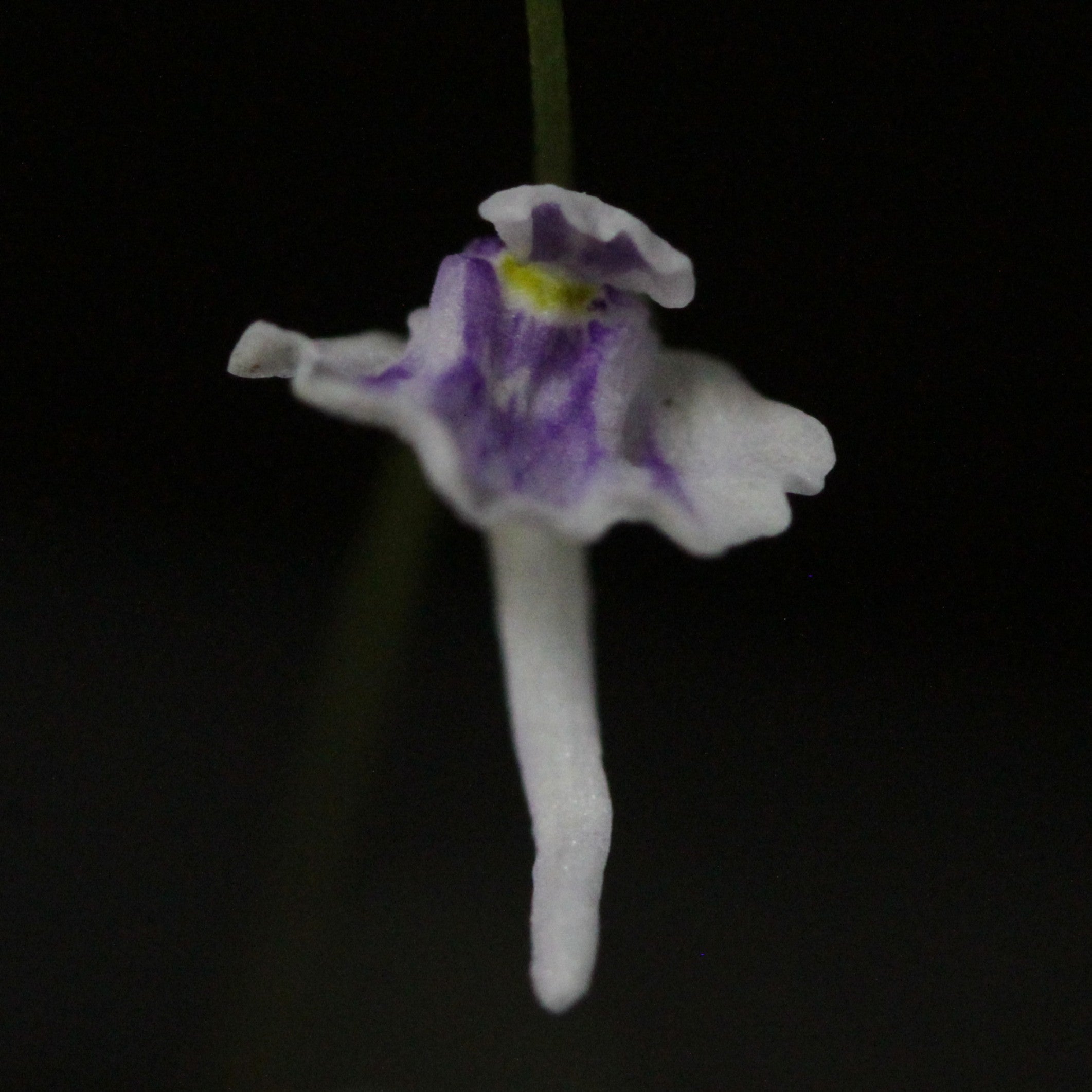 Utricularia aff. microcalyx (MAD)