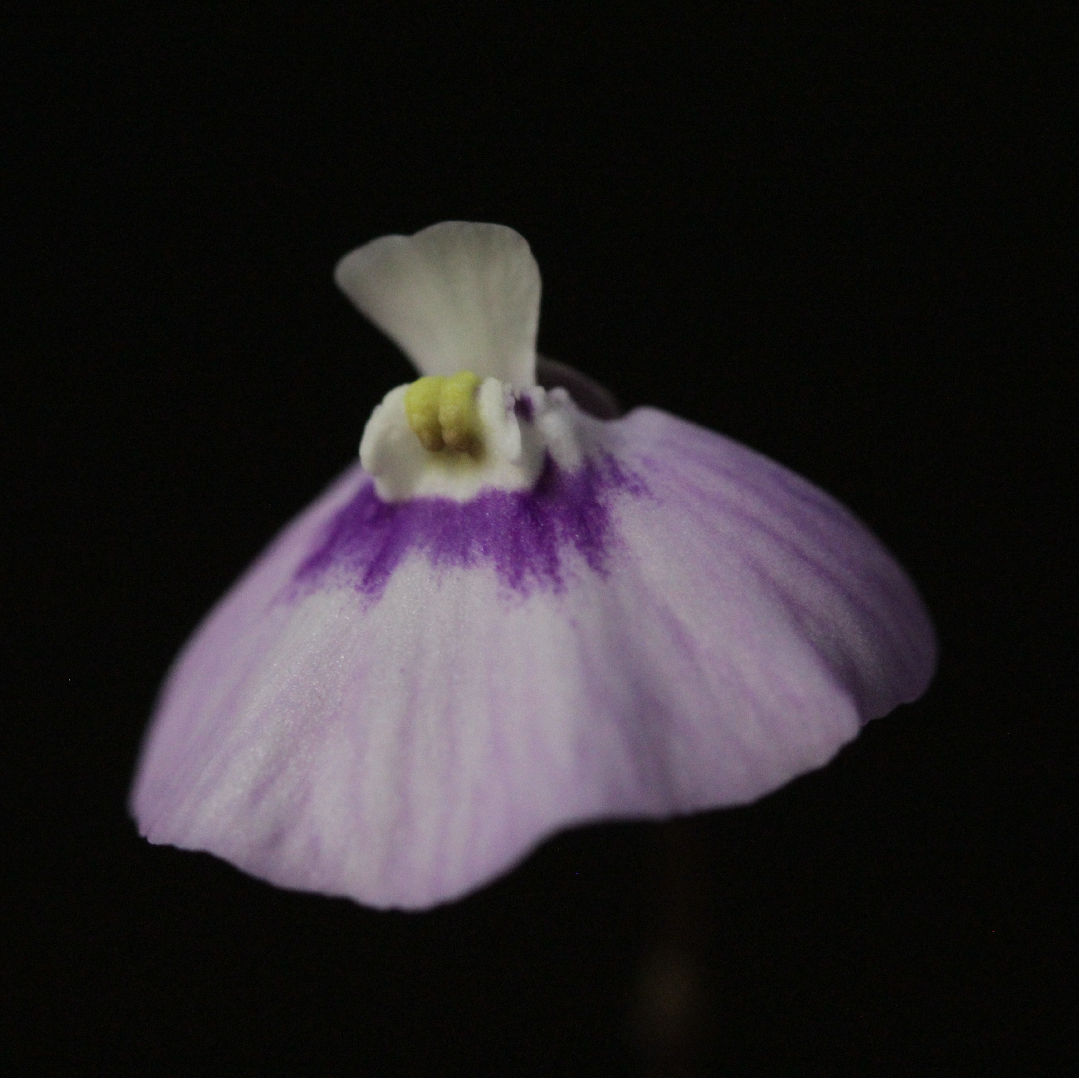Utricularia uniflora (Lithgow, NSW, AUS)