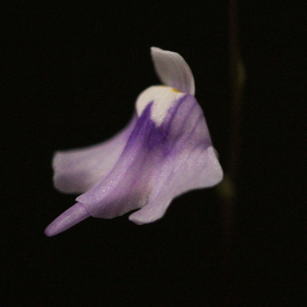Utricularia geoffrayi "violet flower, tiny leafs" (Gunung Tahan, Pahang, MYS 1700m+)