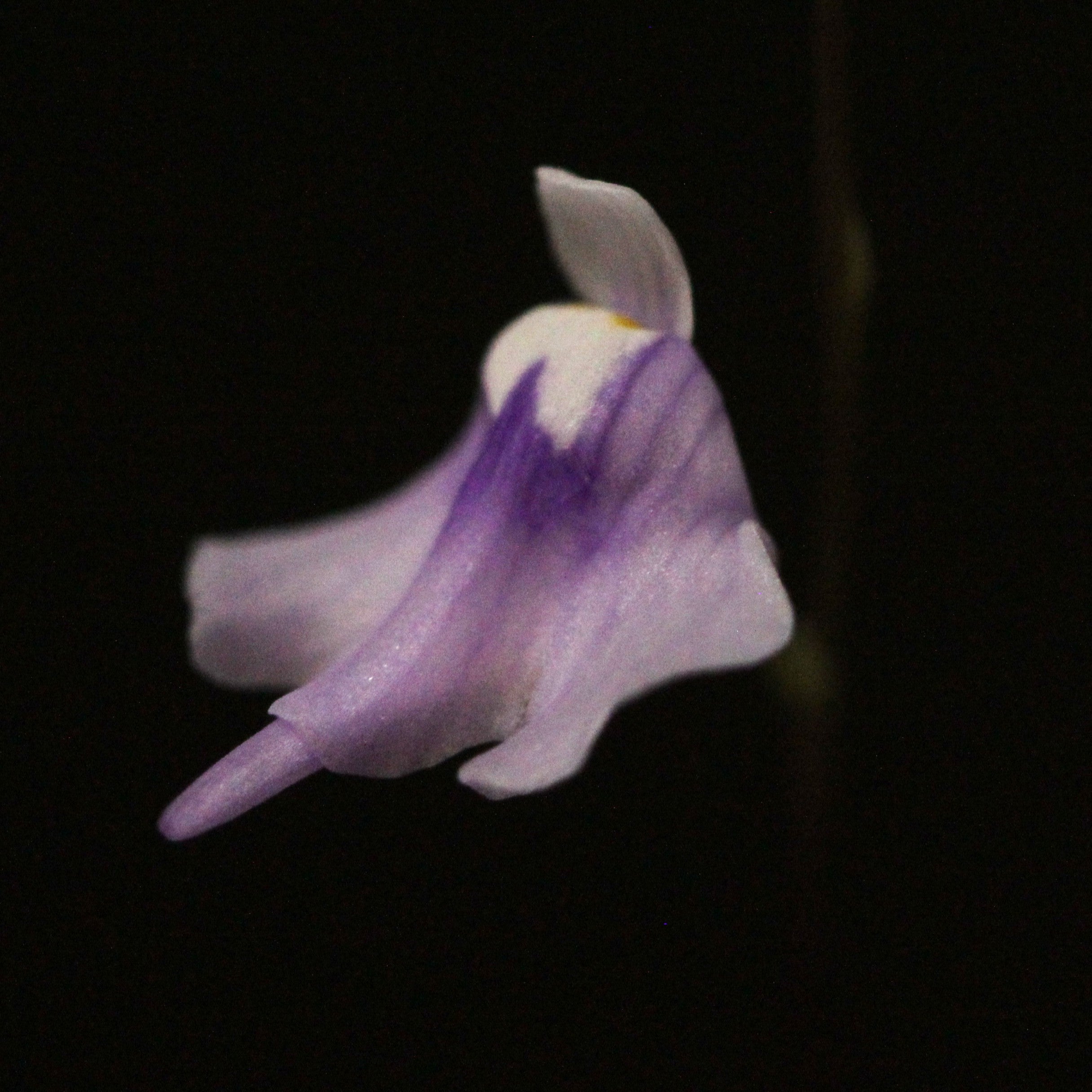 Utricularia geoffrayi "violet flower, tiny leafs" (Gunung Tahan, Pahang, MYS 1700m+)