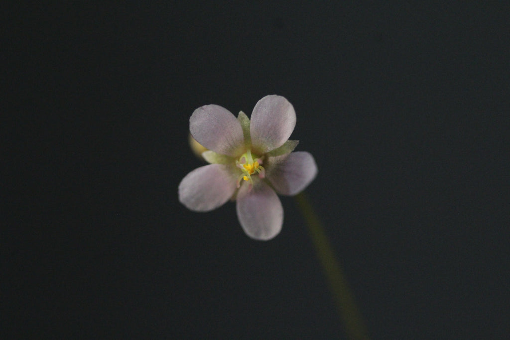 Drosera grantsaui (BRA)